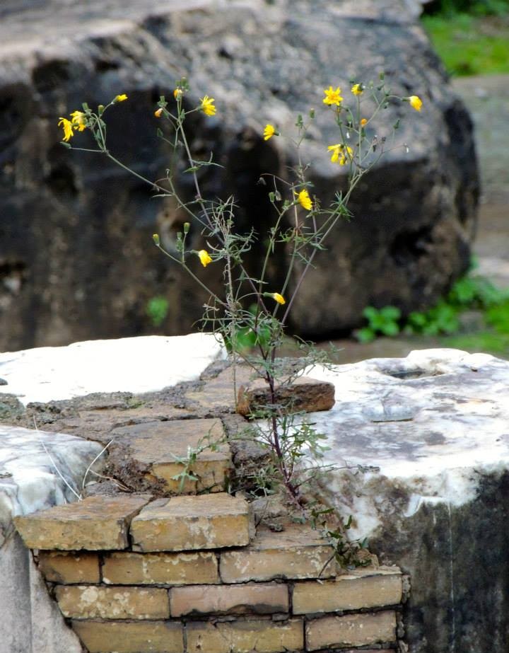 small flower blooming out of rocks