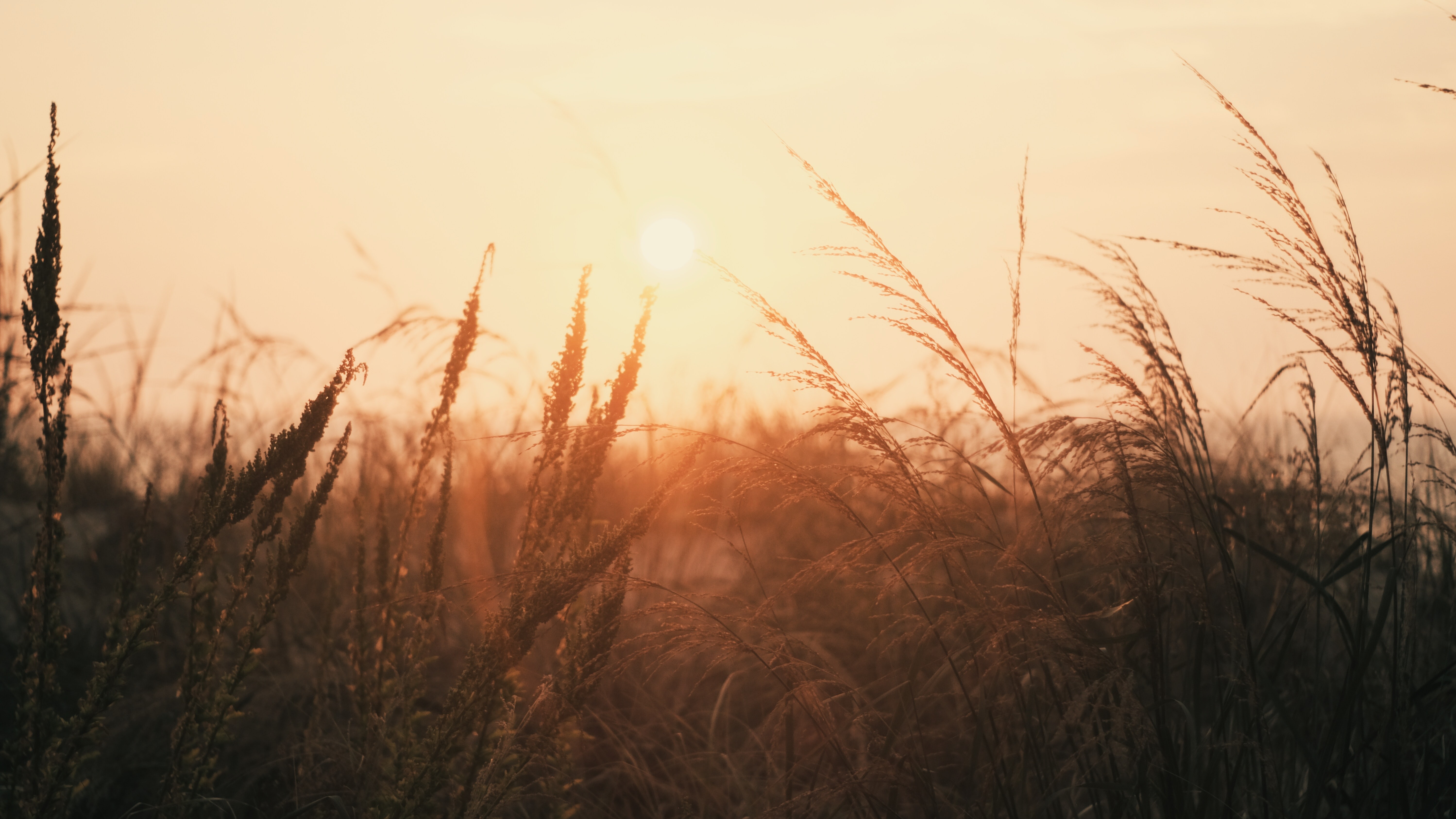 pastel sun seen through golden grass
