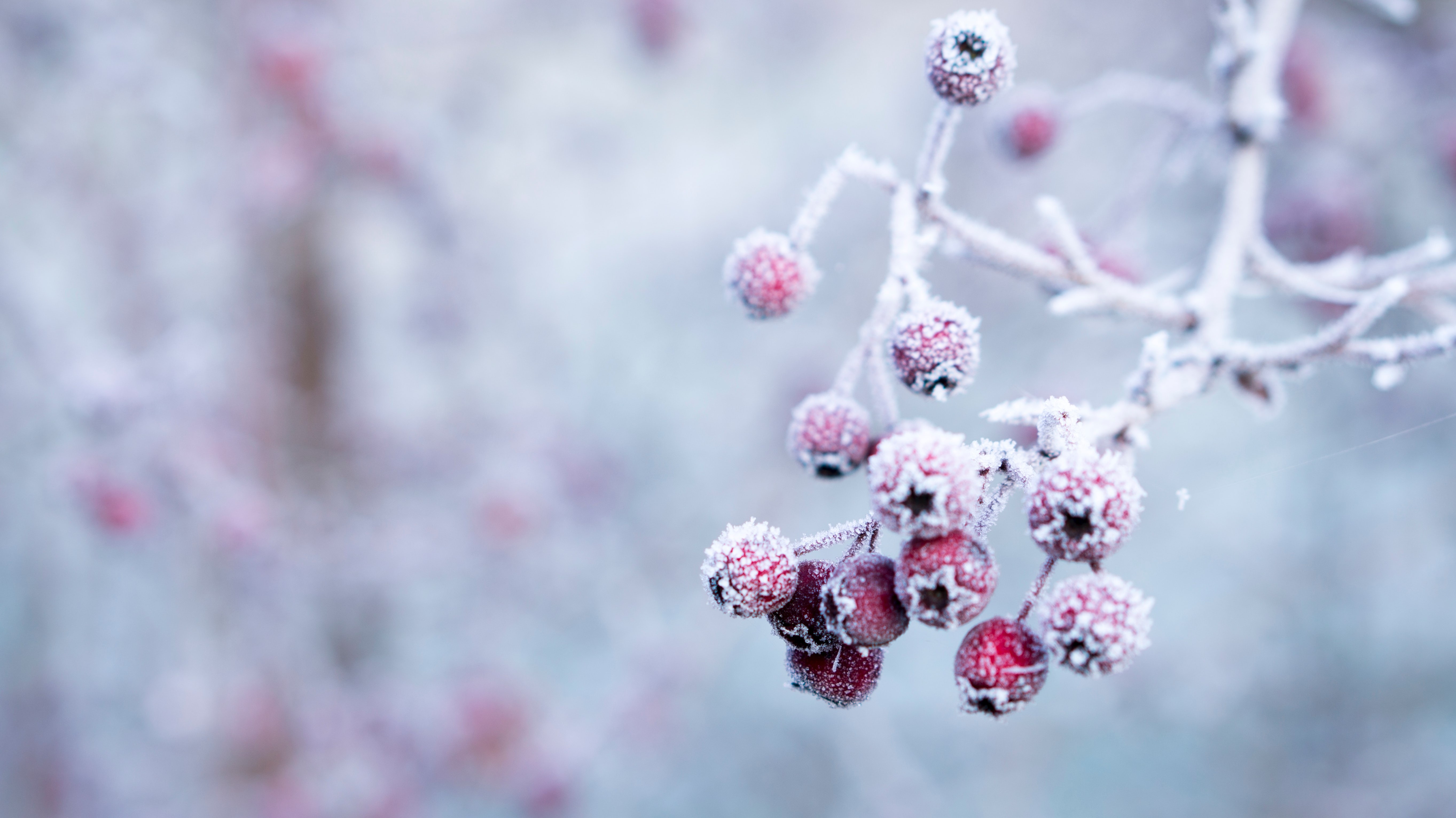 red berries covered in frost