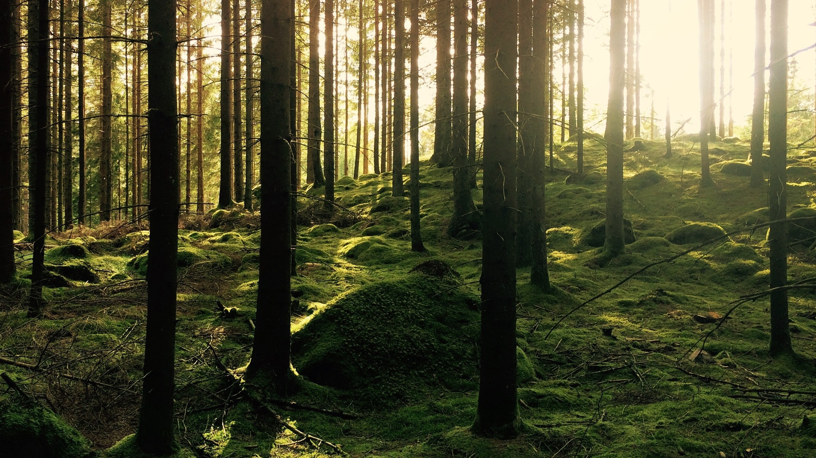 sunlight filtering through green forest