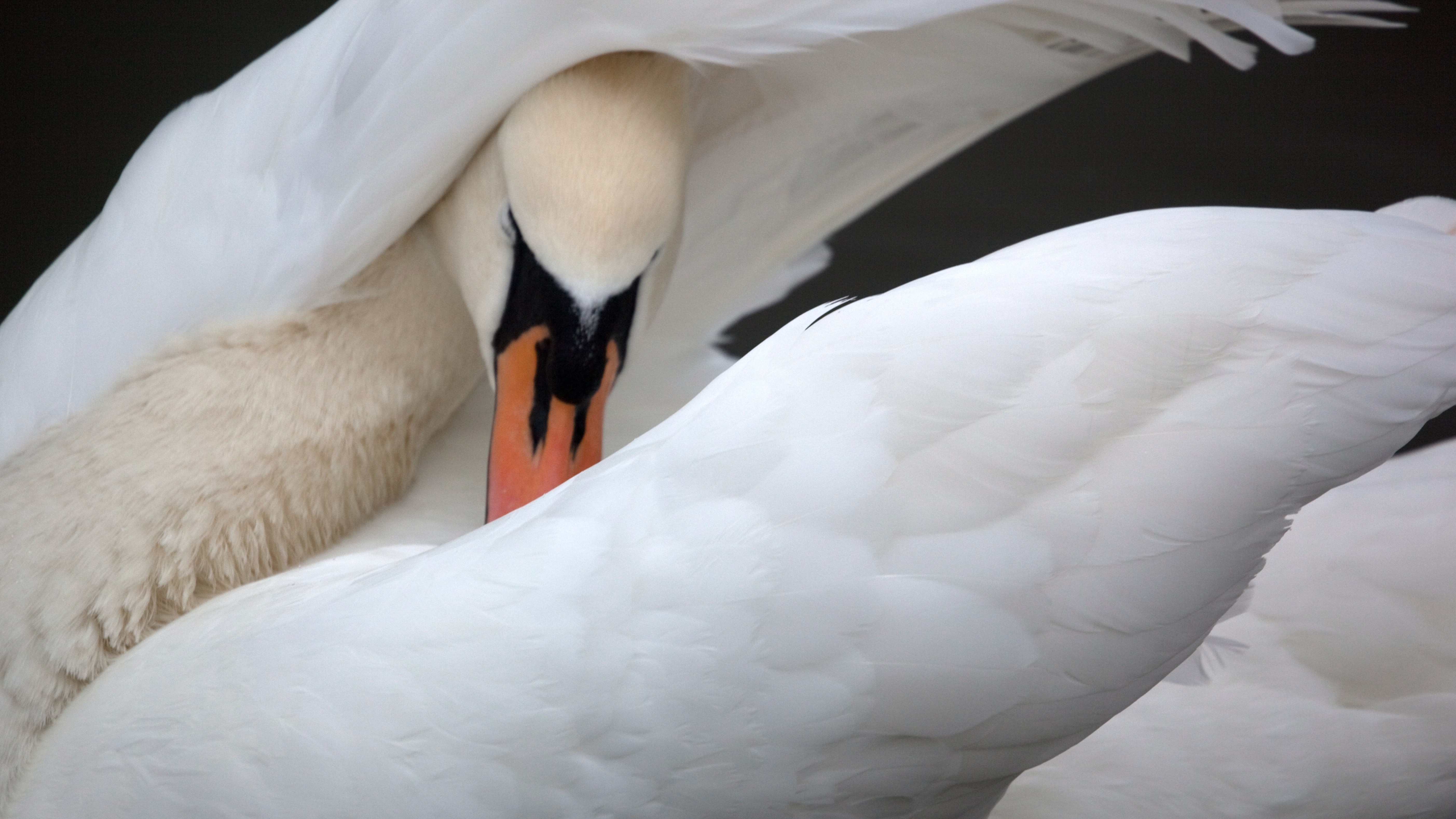 swan preening its wing