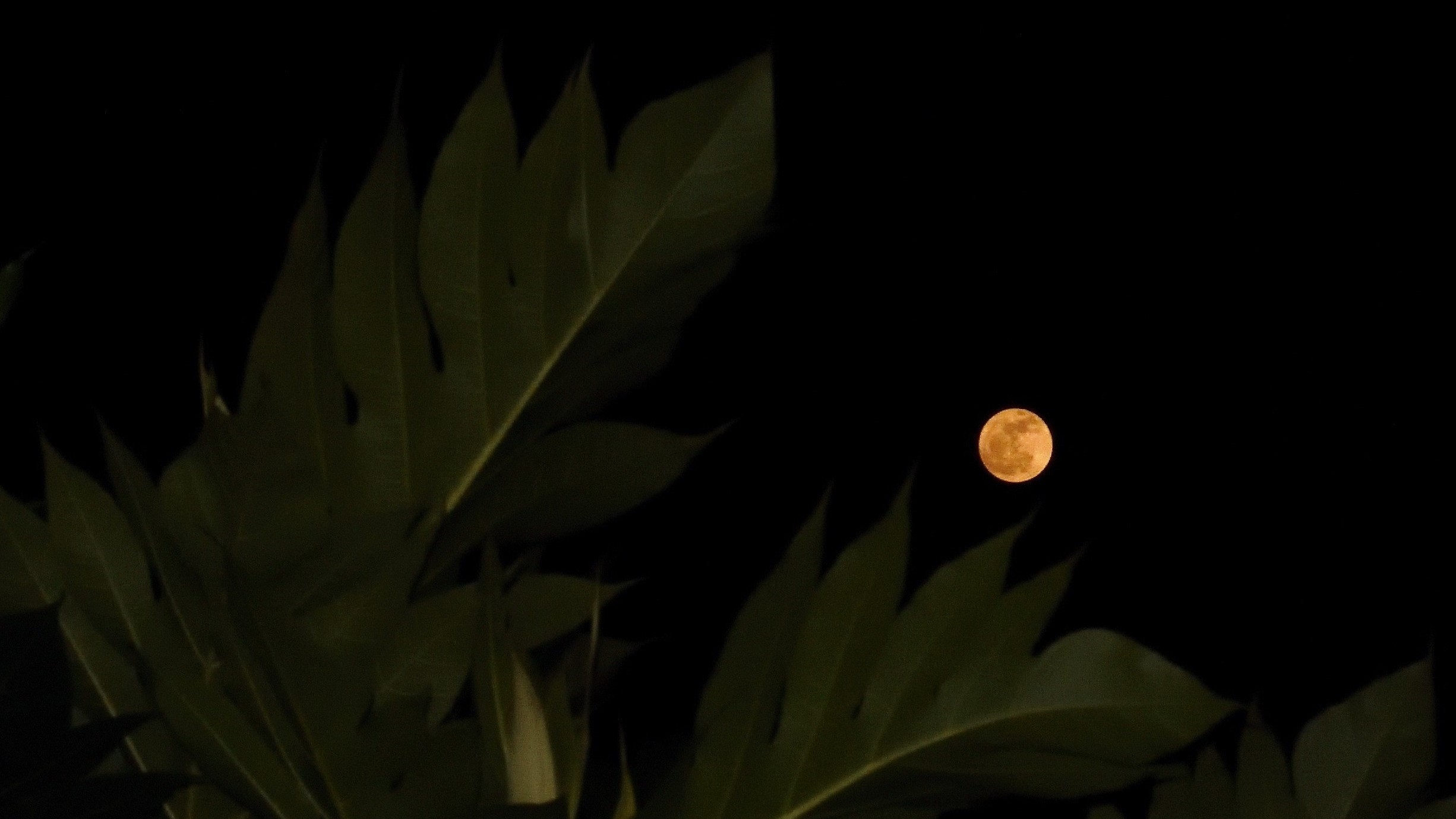 low view of yellow moon with leaves