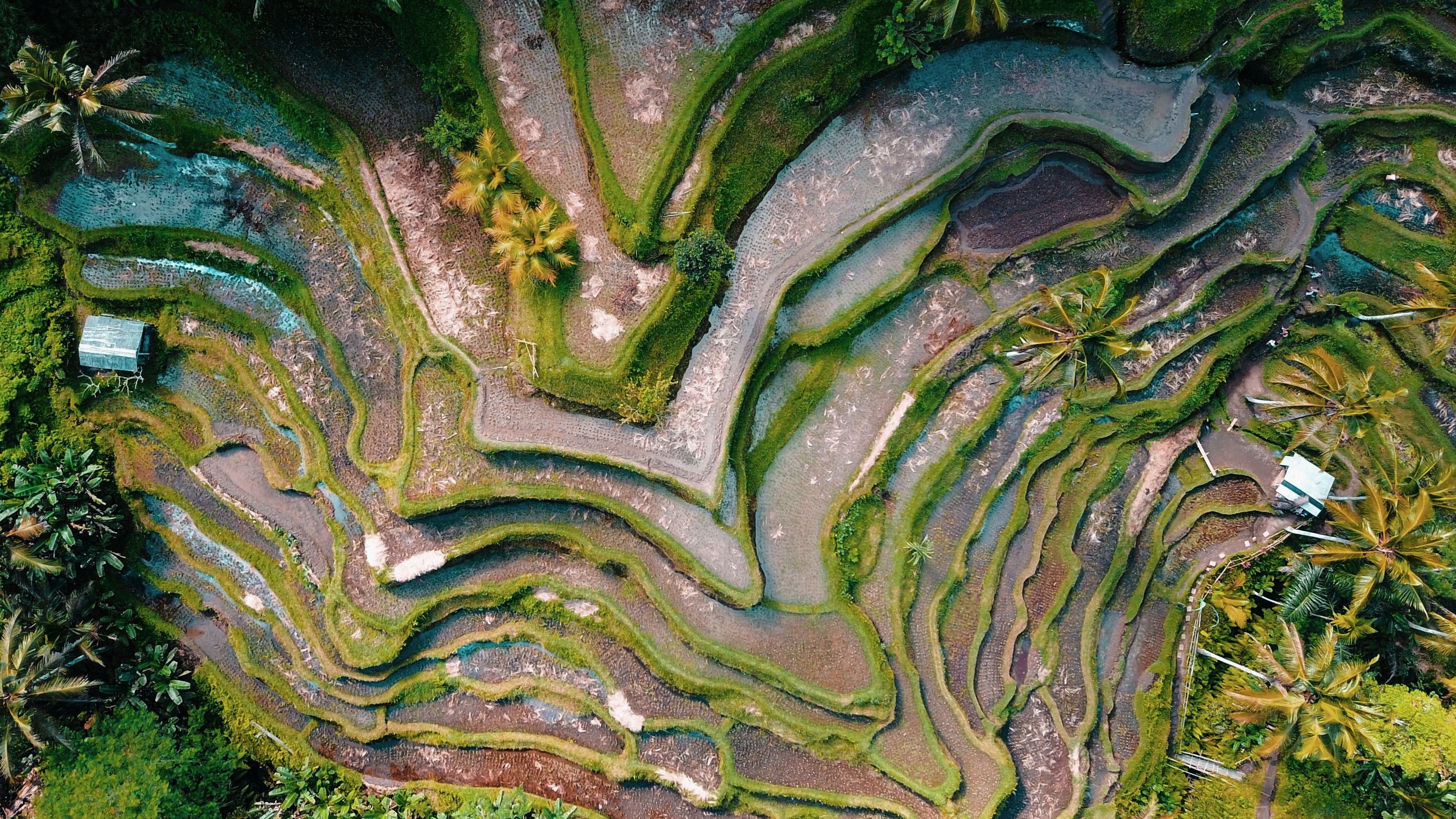 indonesian rice terrace
