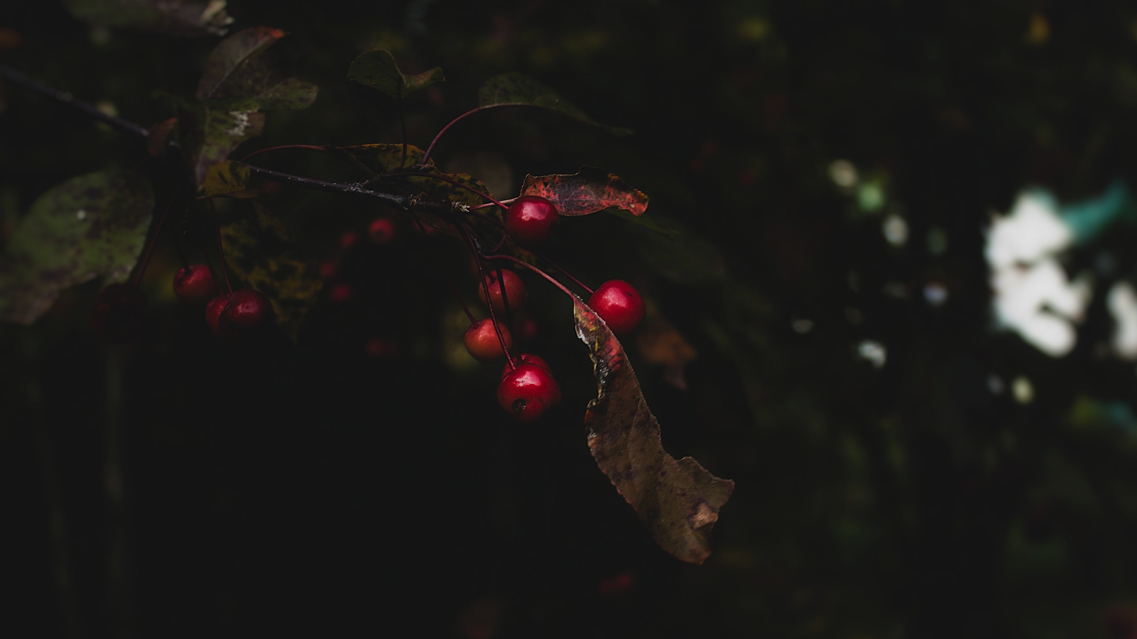 cherries on dark background