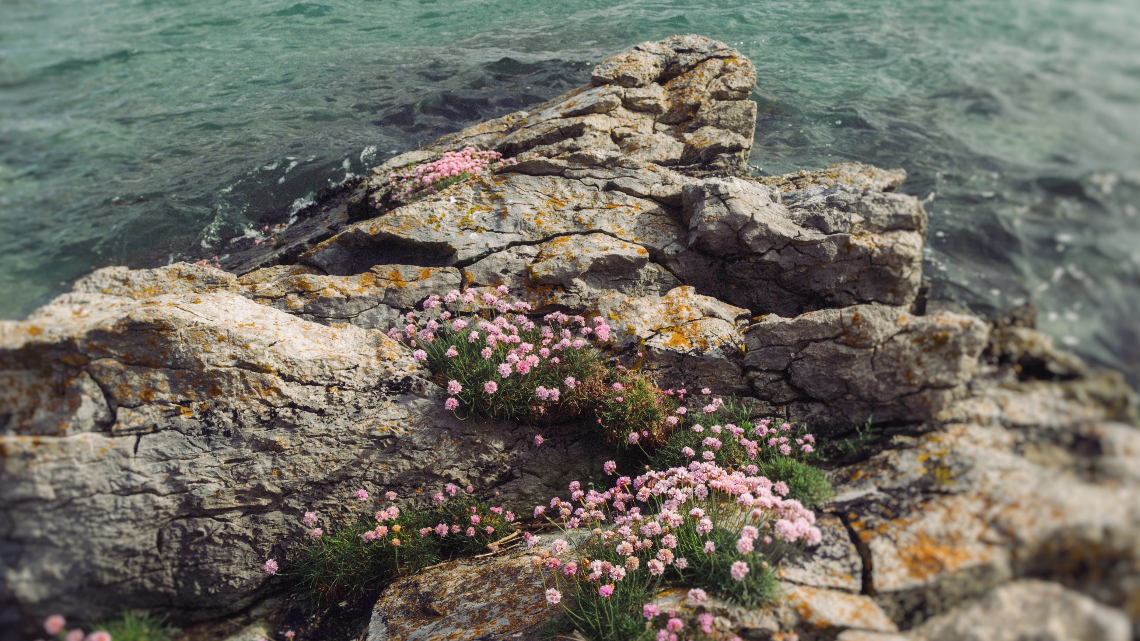 irish shoreline with rocks and flowers