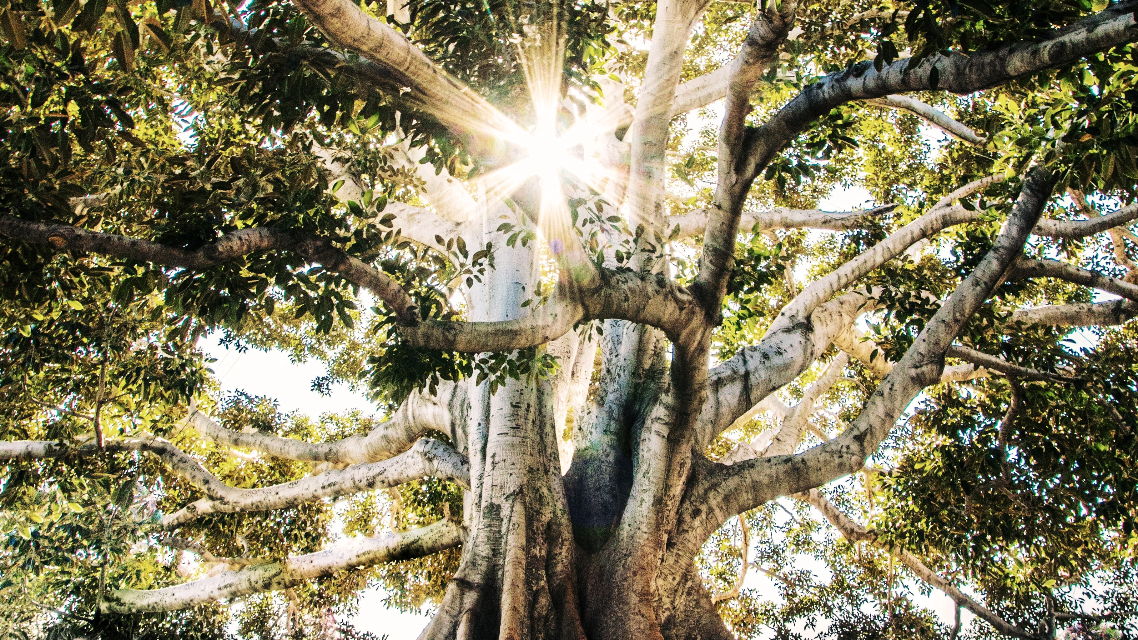 sun breaking through branches of a large tree