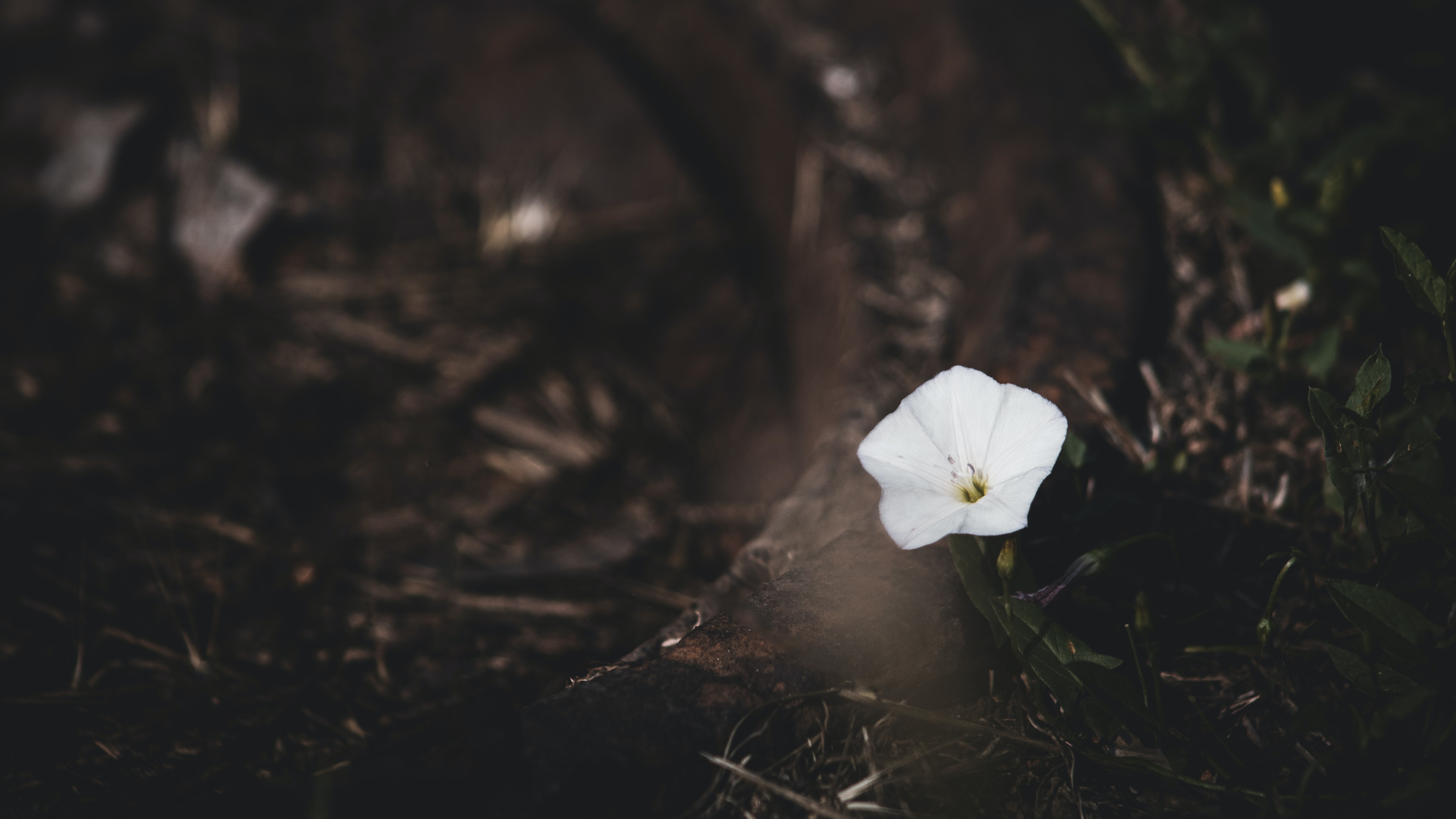 white flower on dark forest floor
