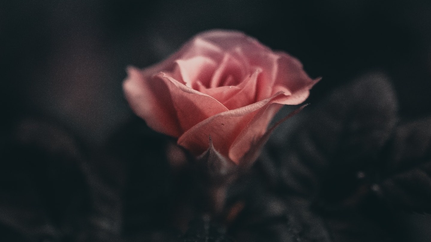 pink rose blooming on dark background