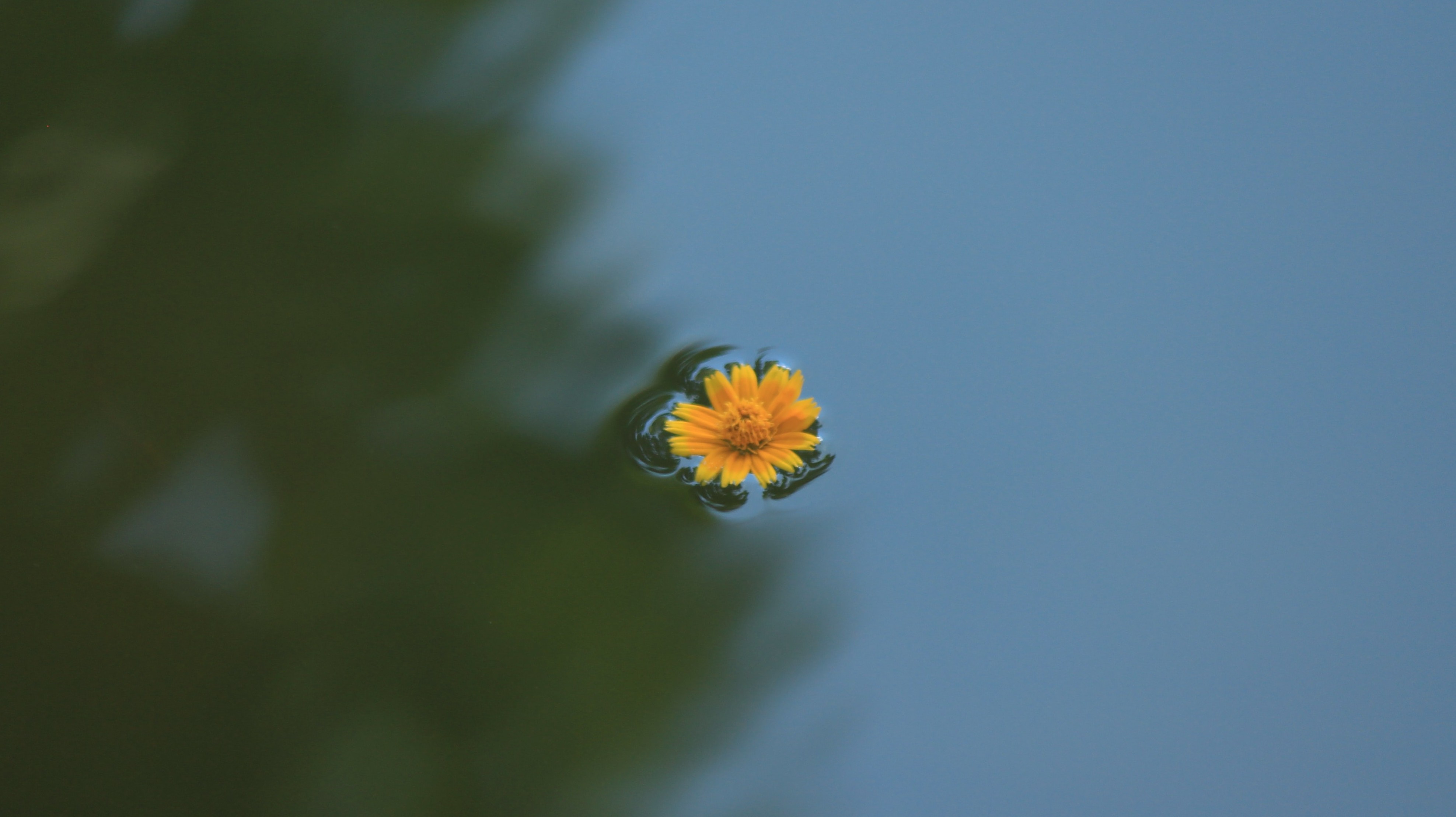 yellow flower floating in water