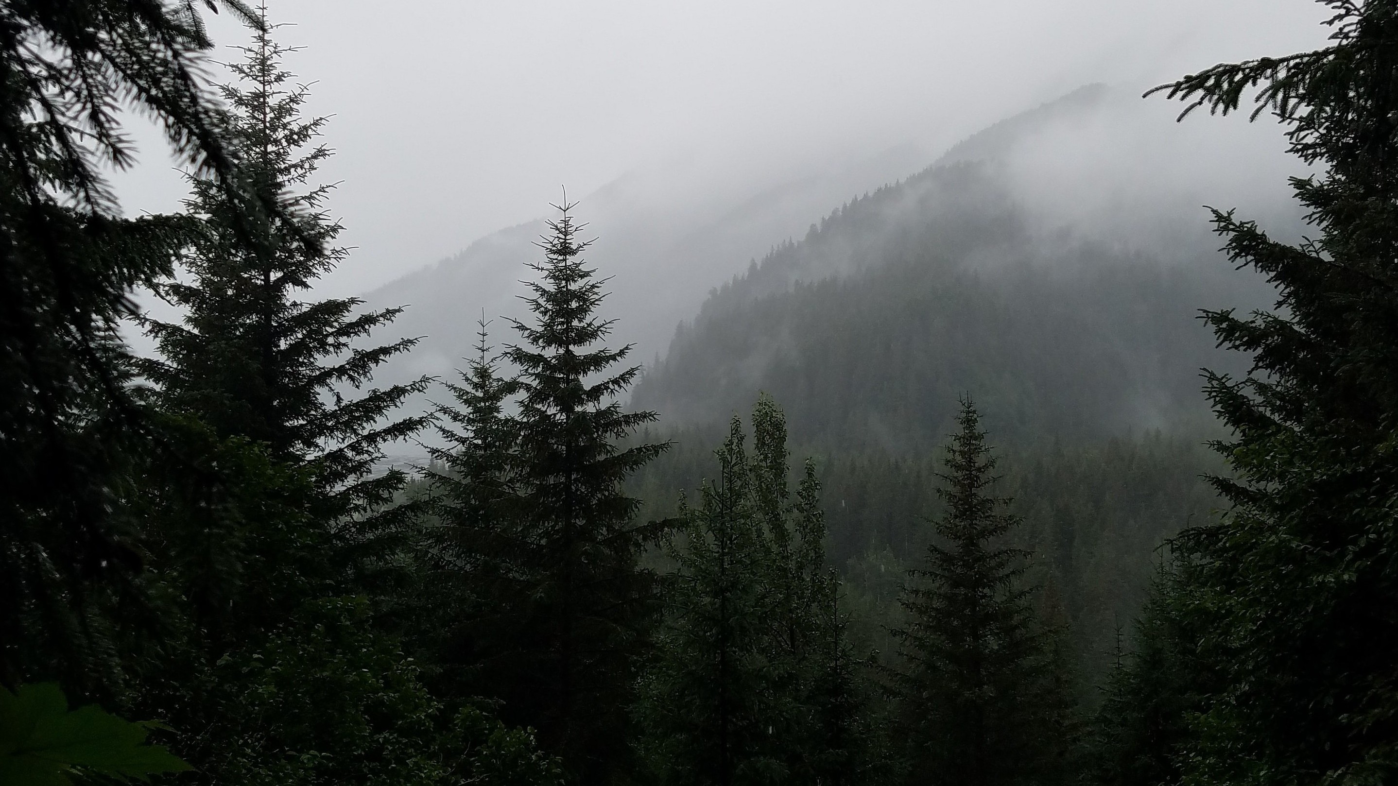 forest view through trees