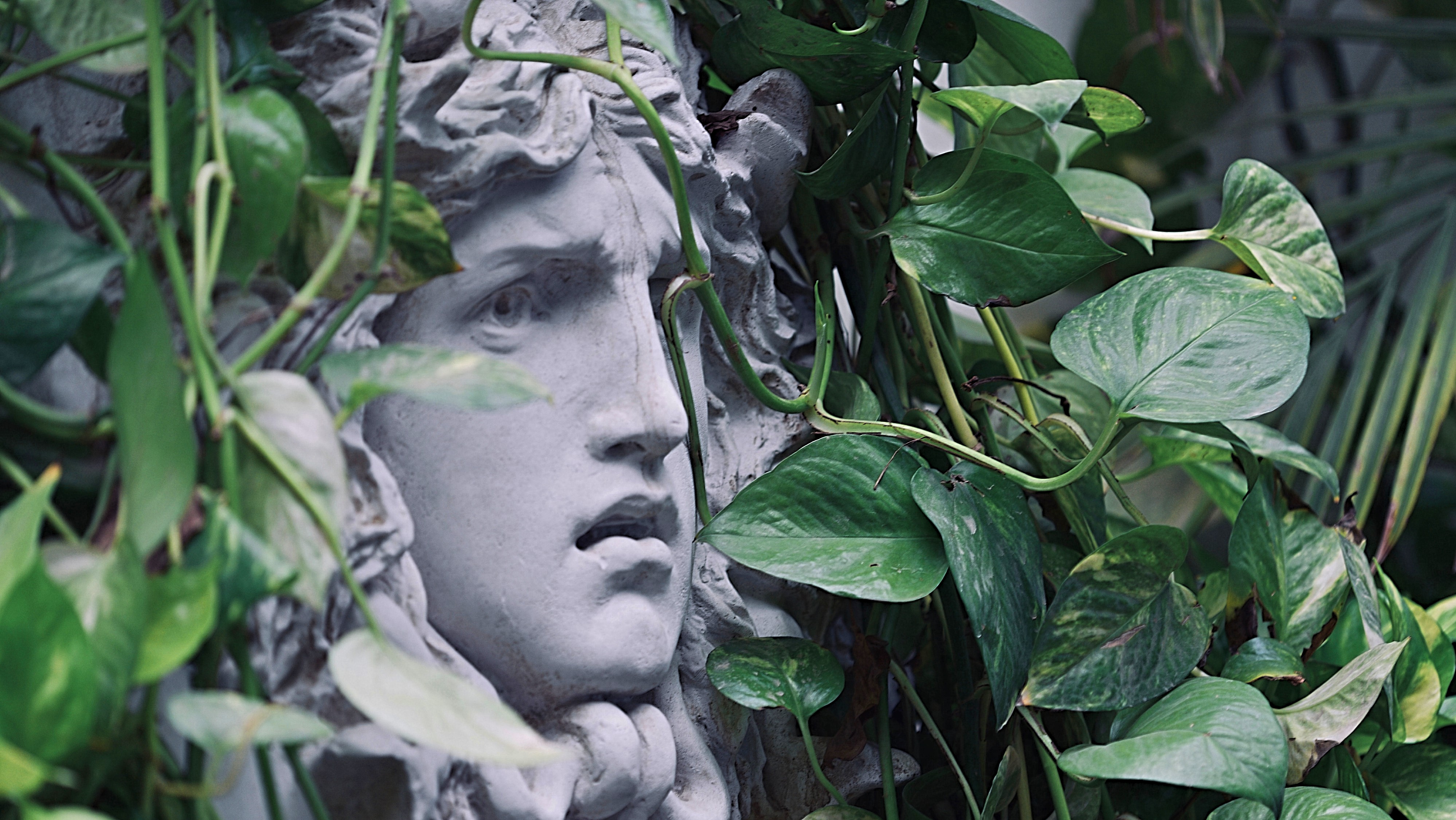 statue of woman's face surrounded by ivy