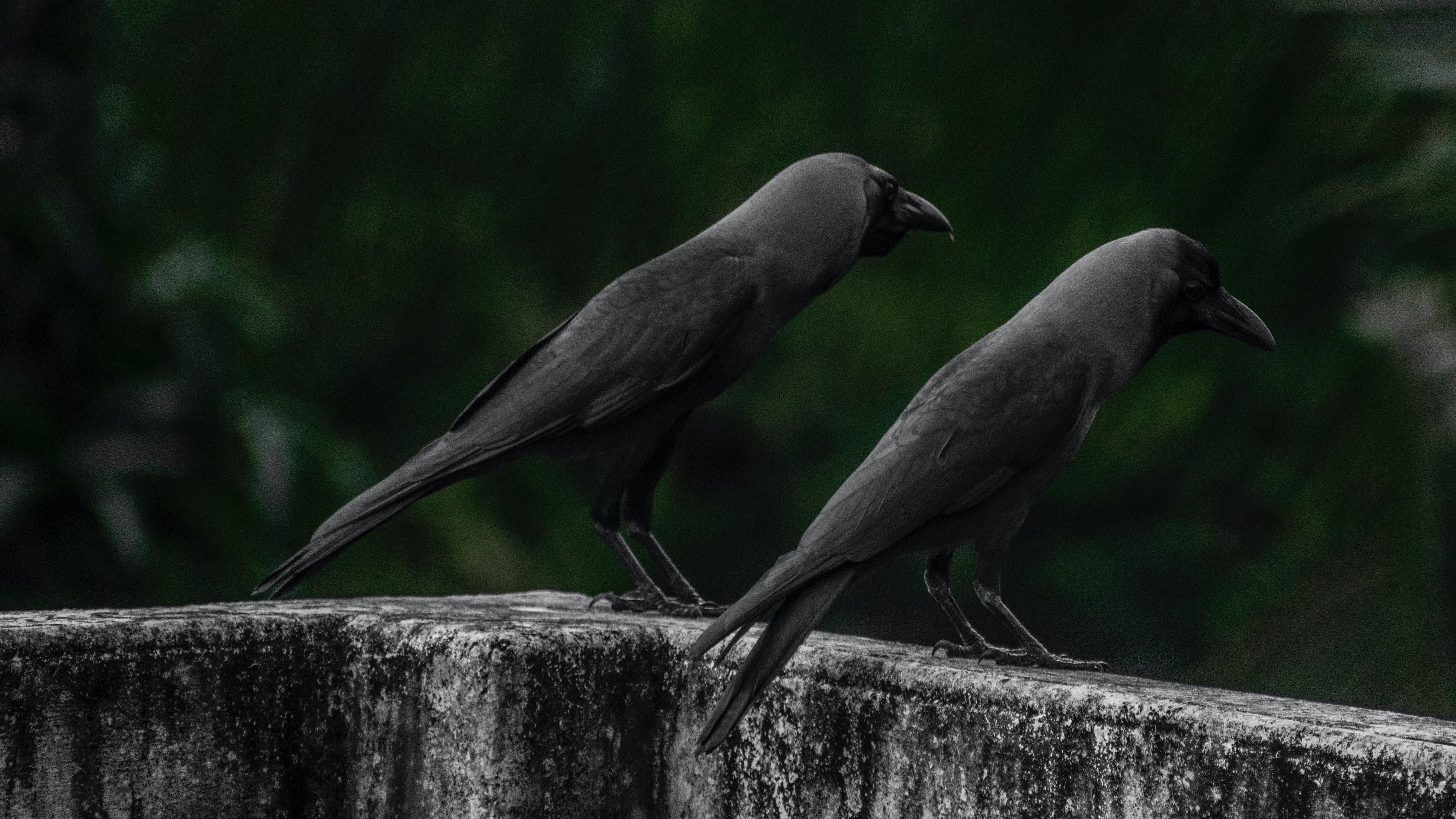 two crows look down at something