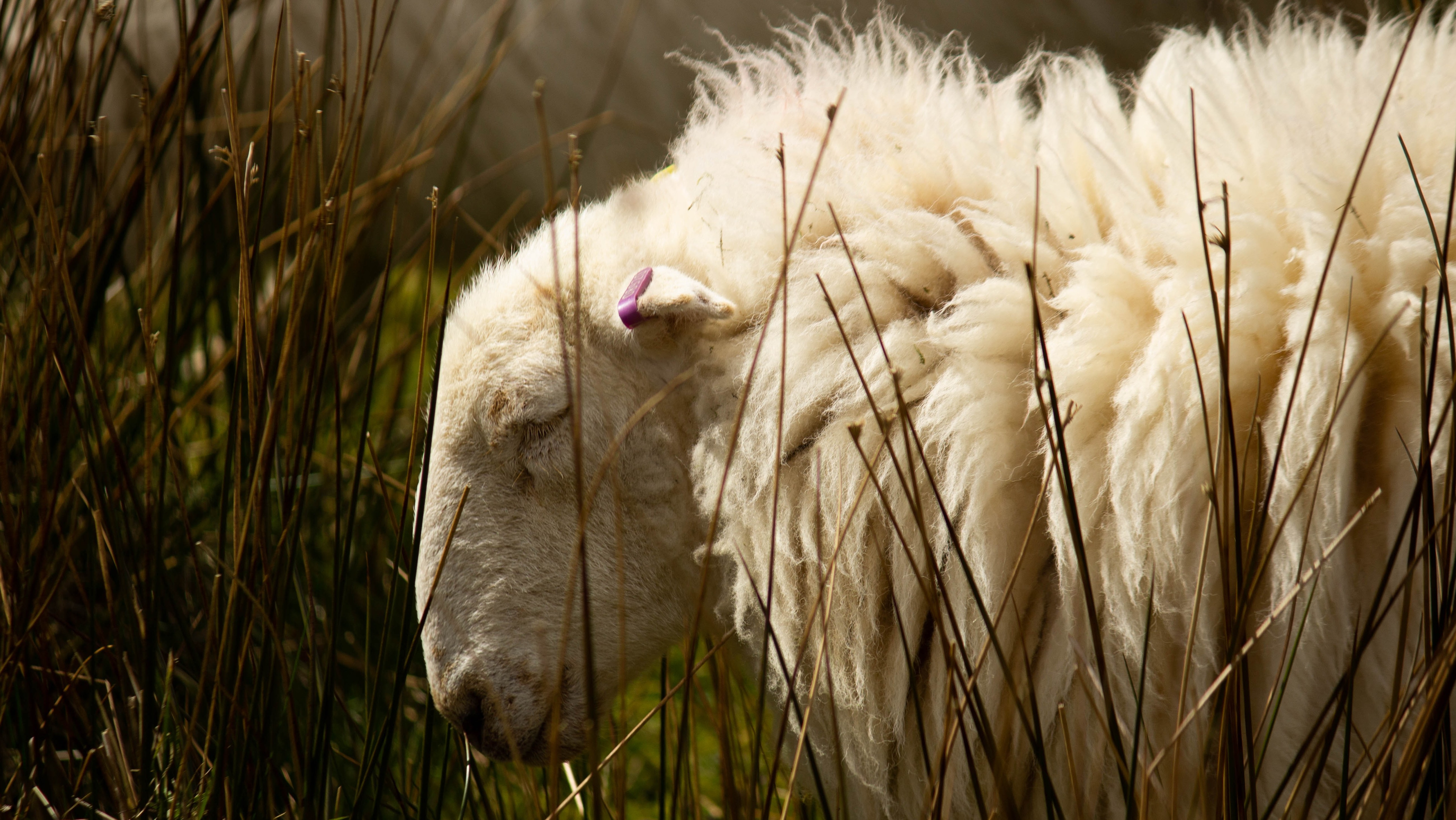 sheep in mourning