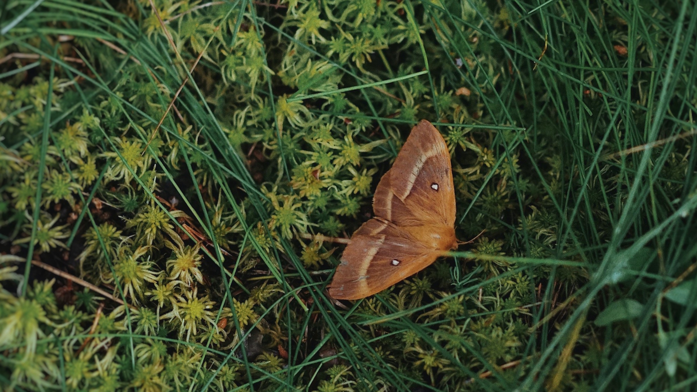 brown moth on grass