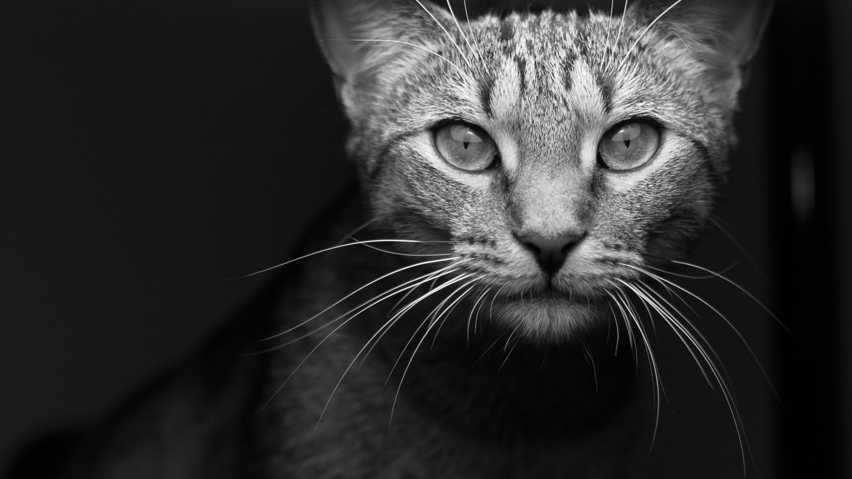 black and white cat portrait