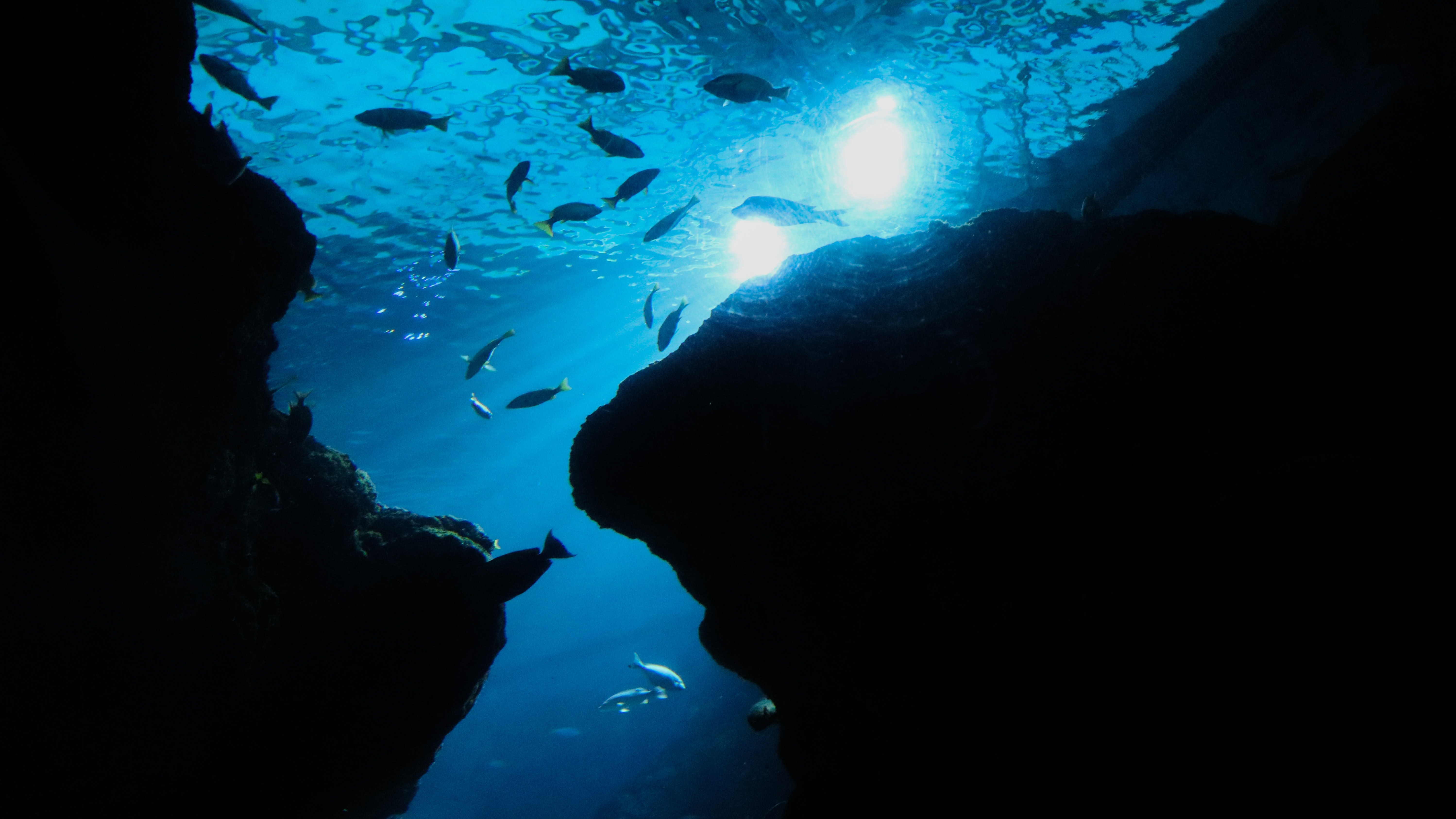upward view of fish in deep water