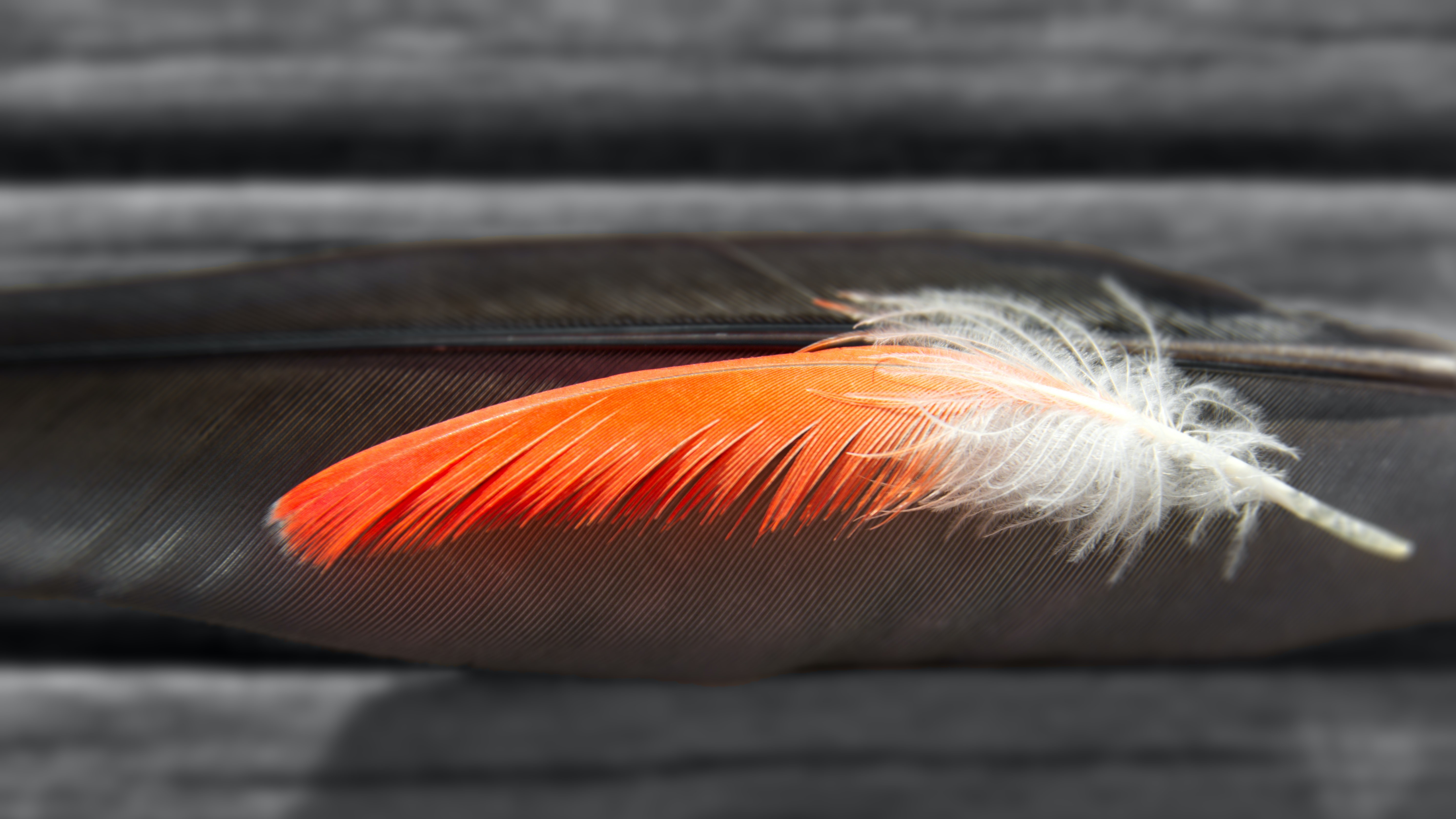 feather turning orange