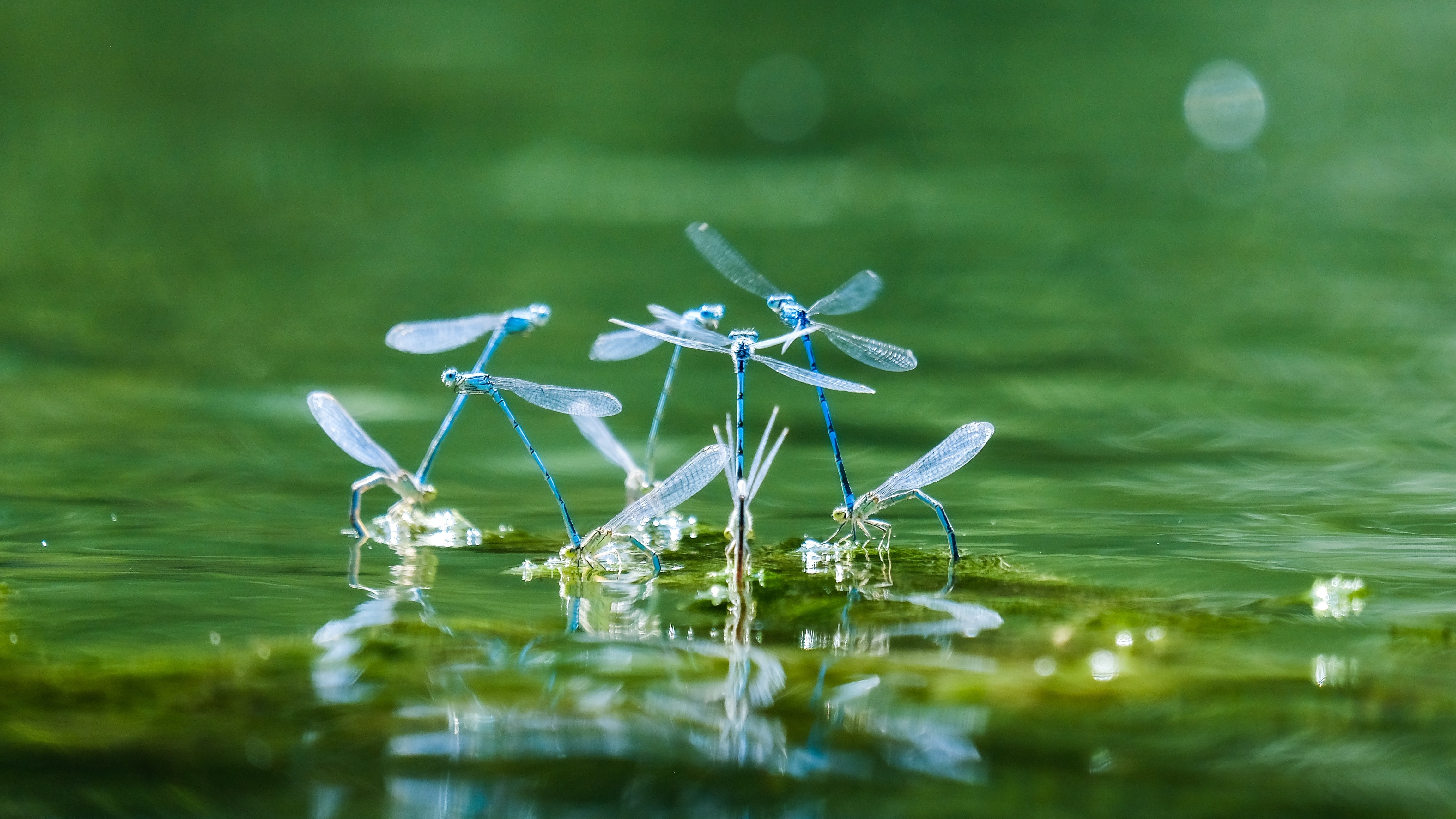 dragonflies gathered over water