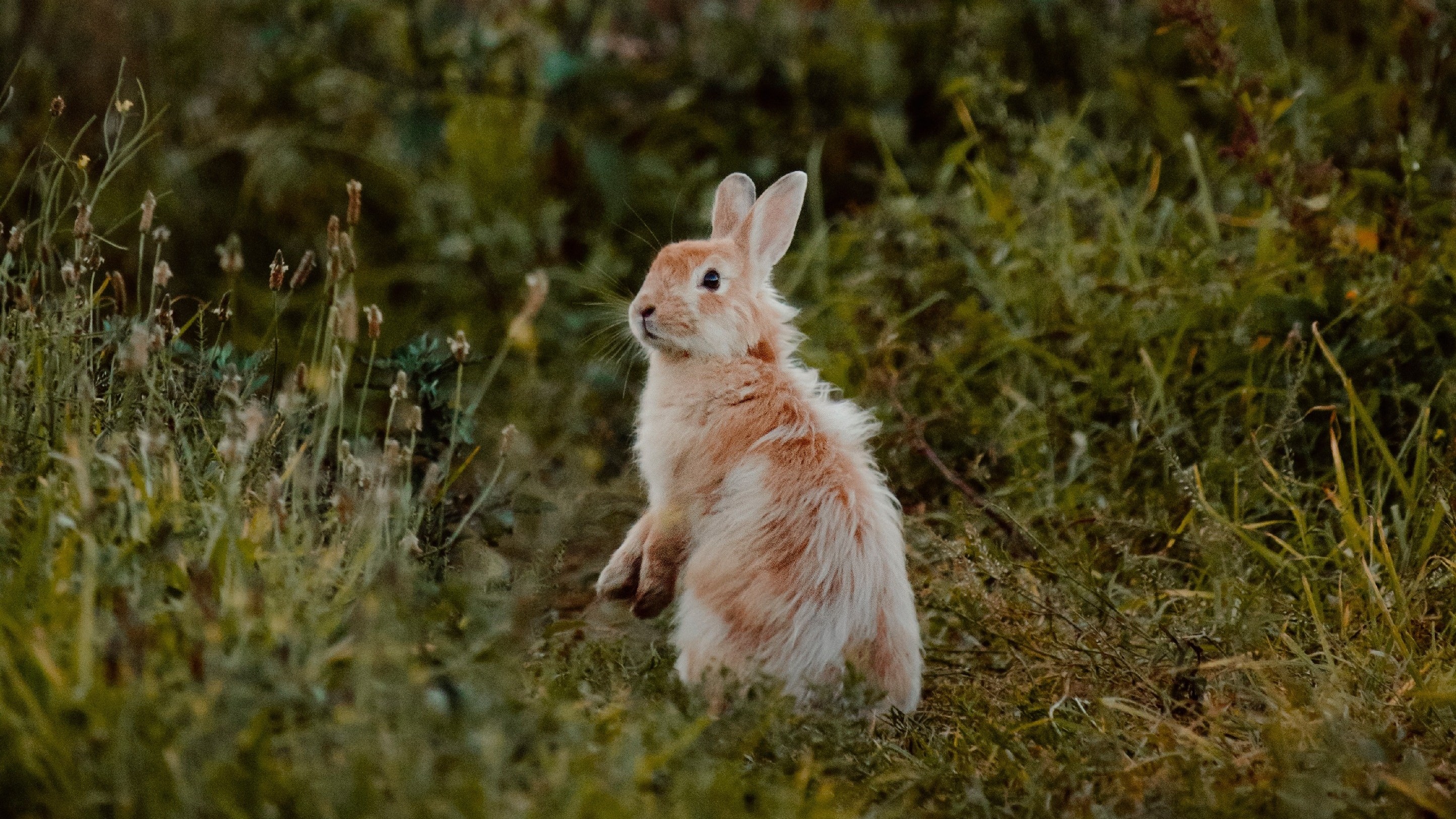 rabbit pausing in grass