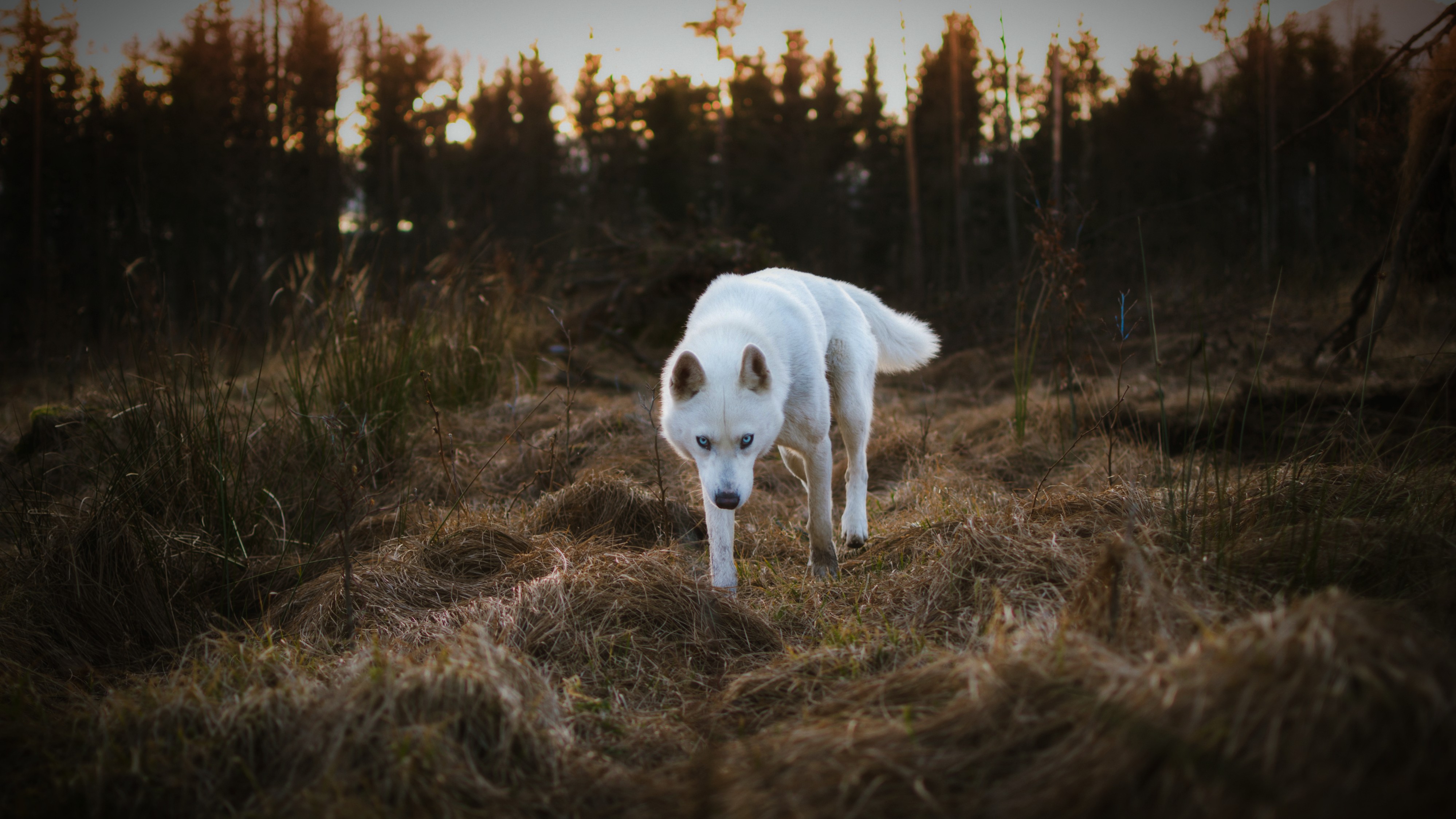 white dog walking towards camera