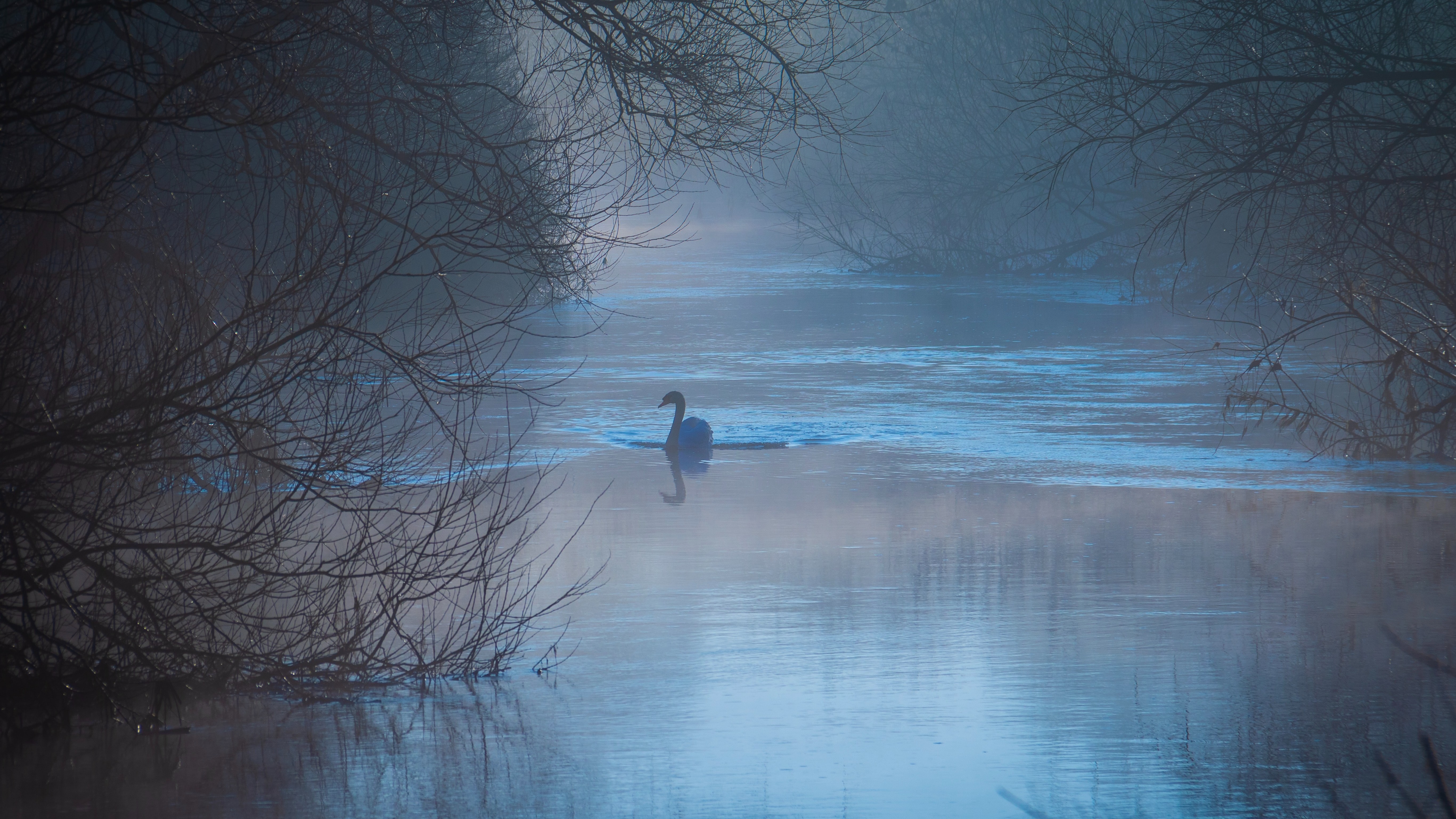 swan on blue misty lake
