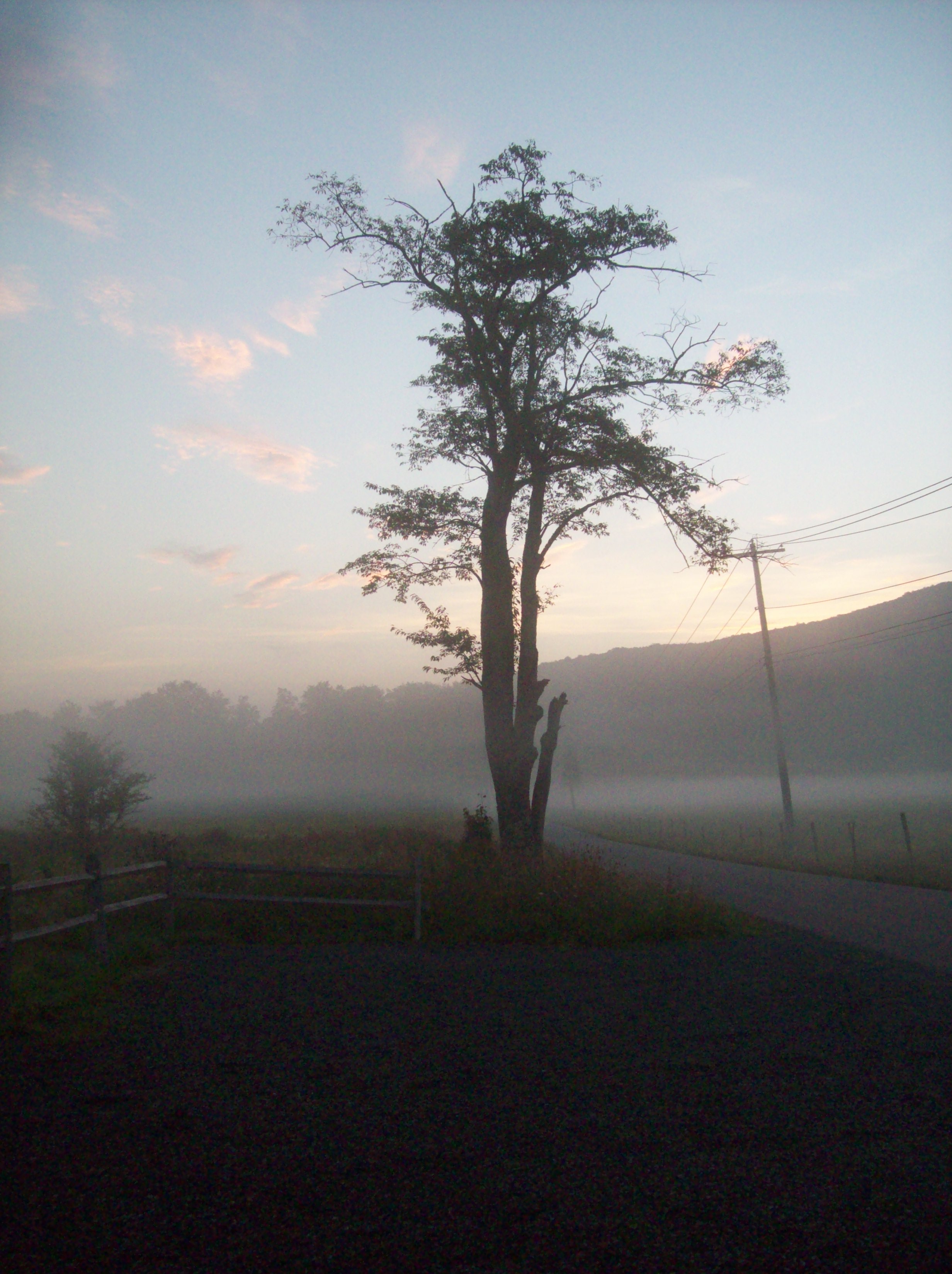 tree in morning mist