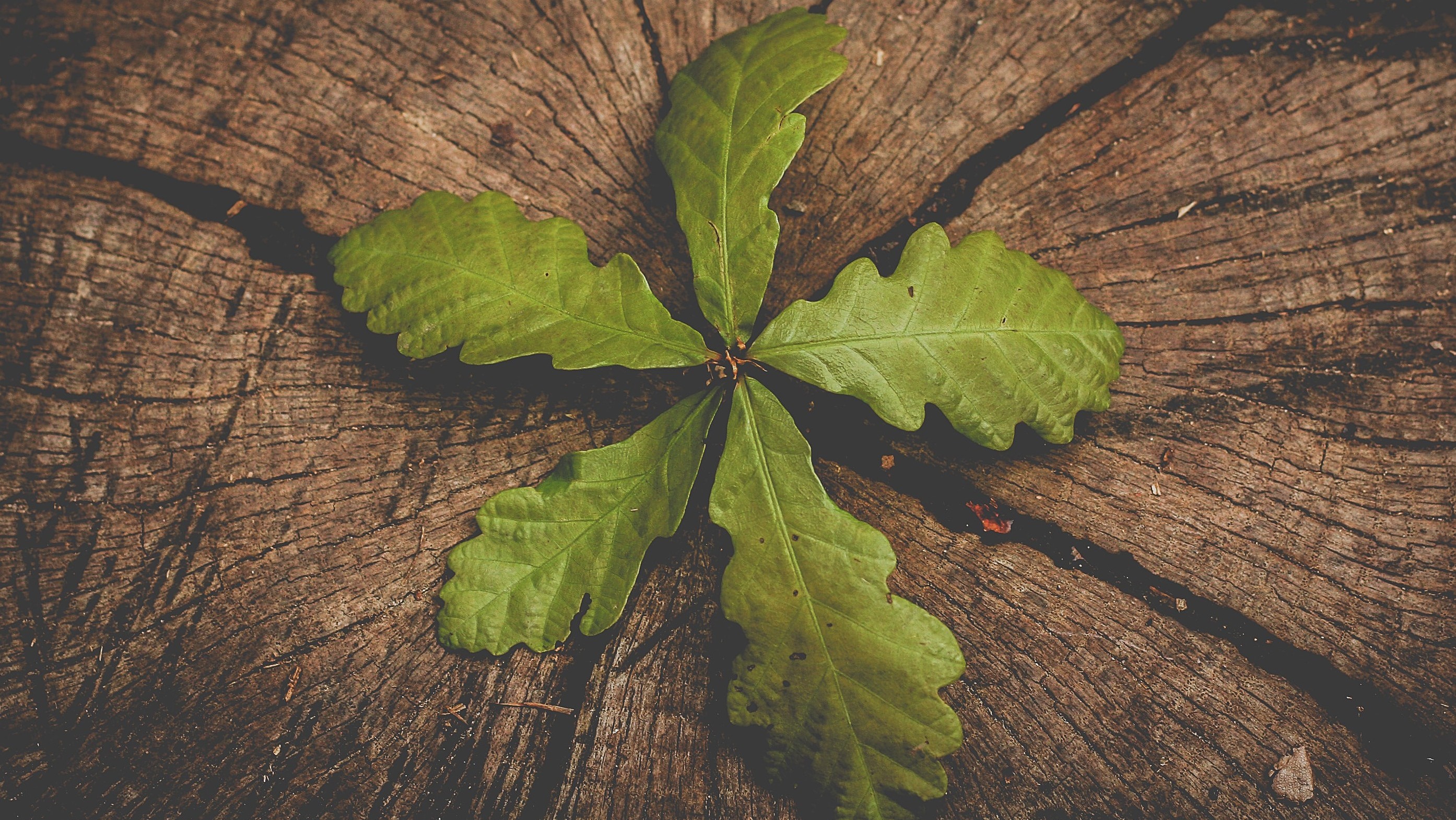 oak tree budding from stump