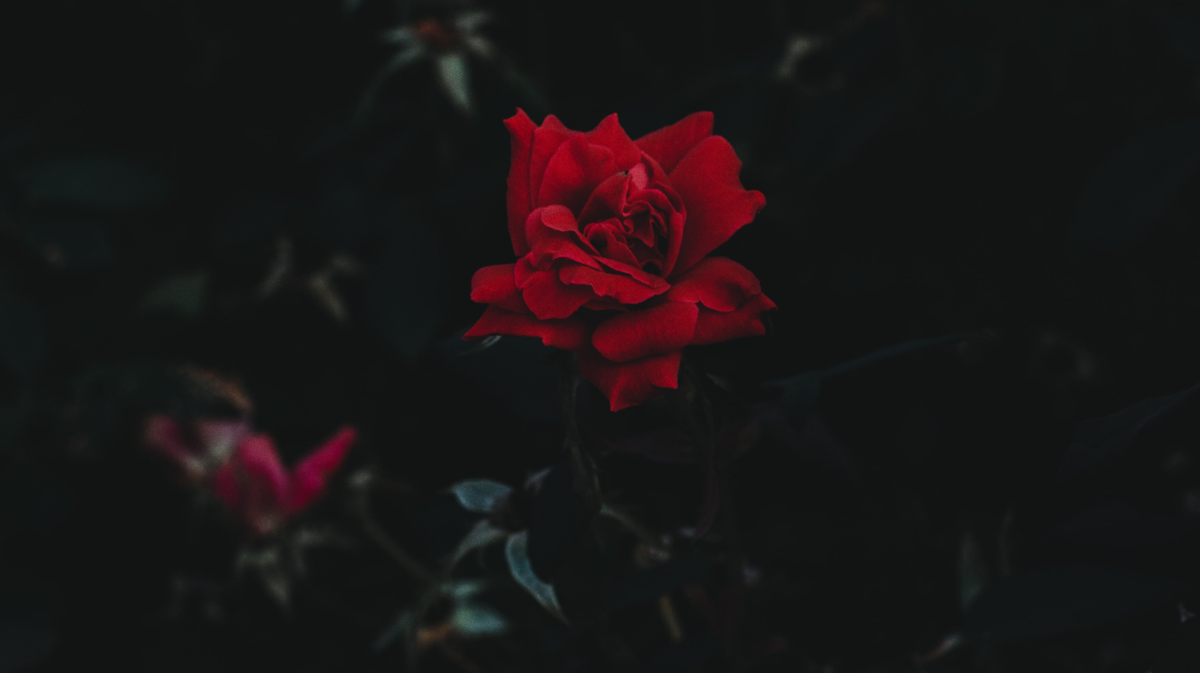 red flower on dark background
