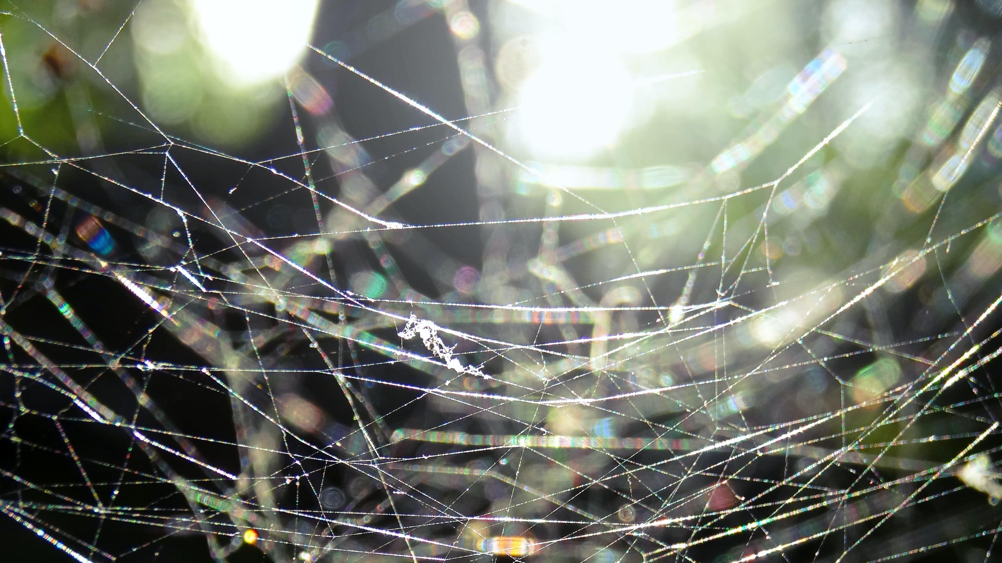 water drops on spider web in dawn light