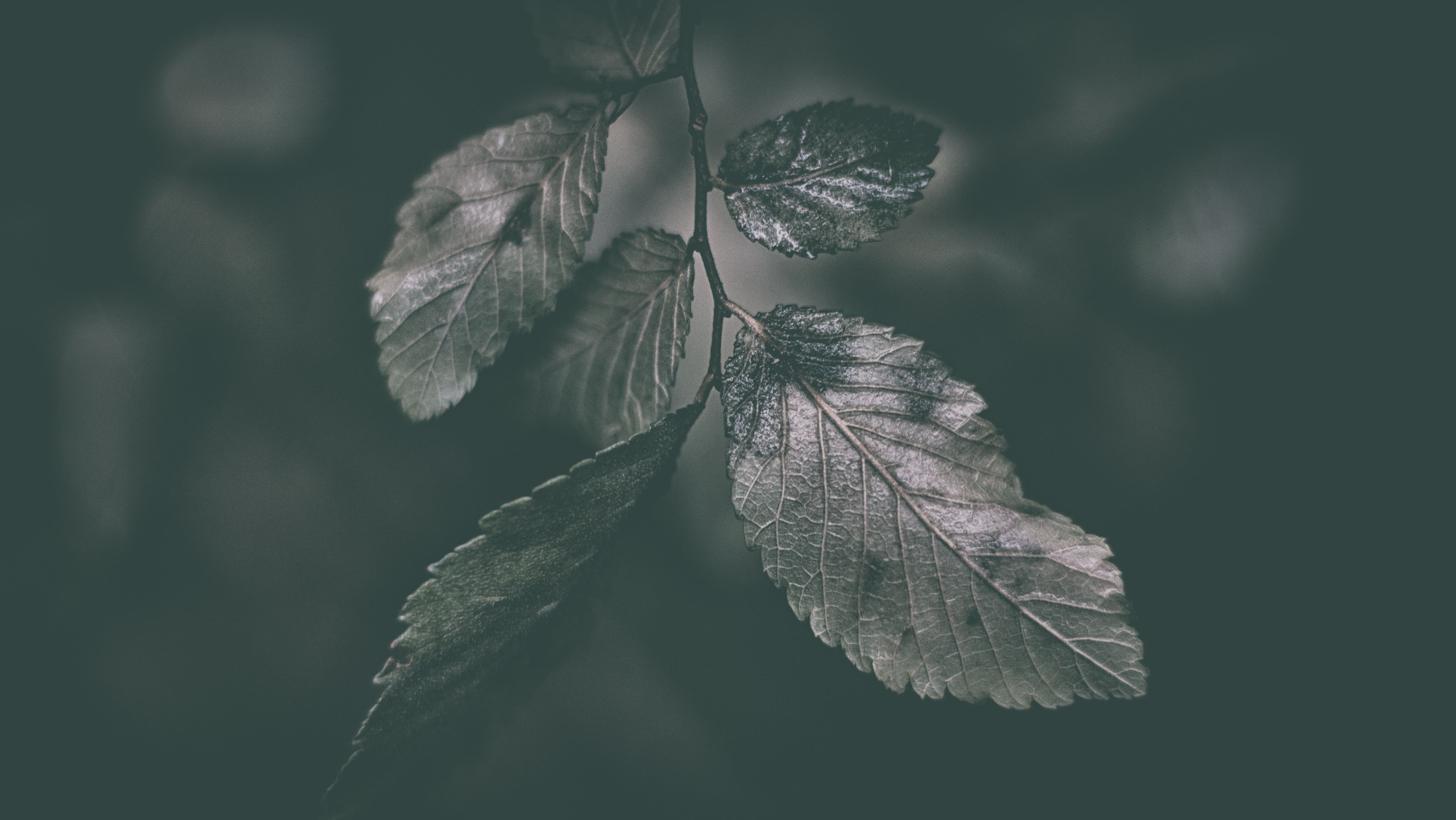 dark leaves with water drops