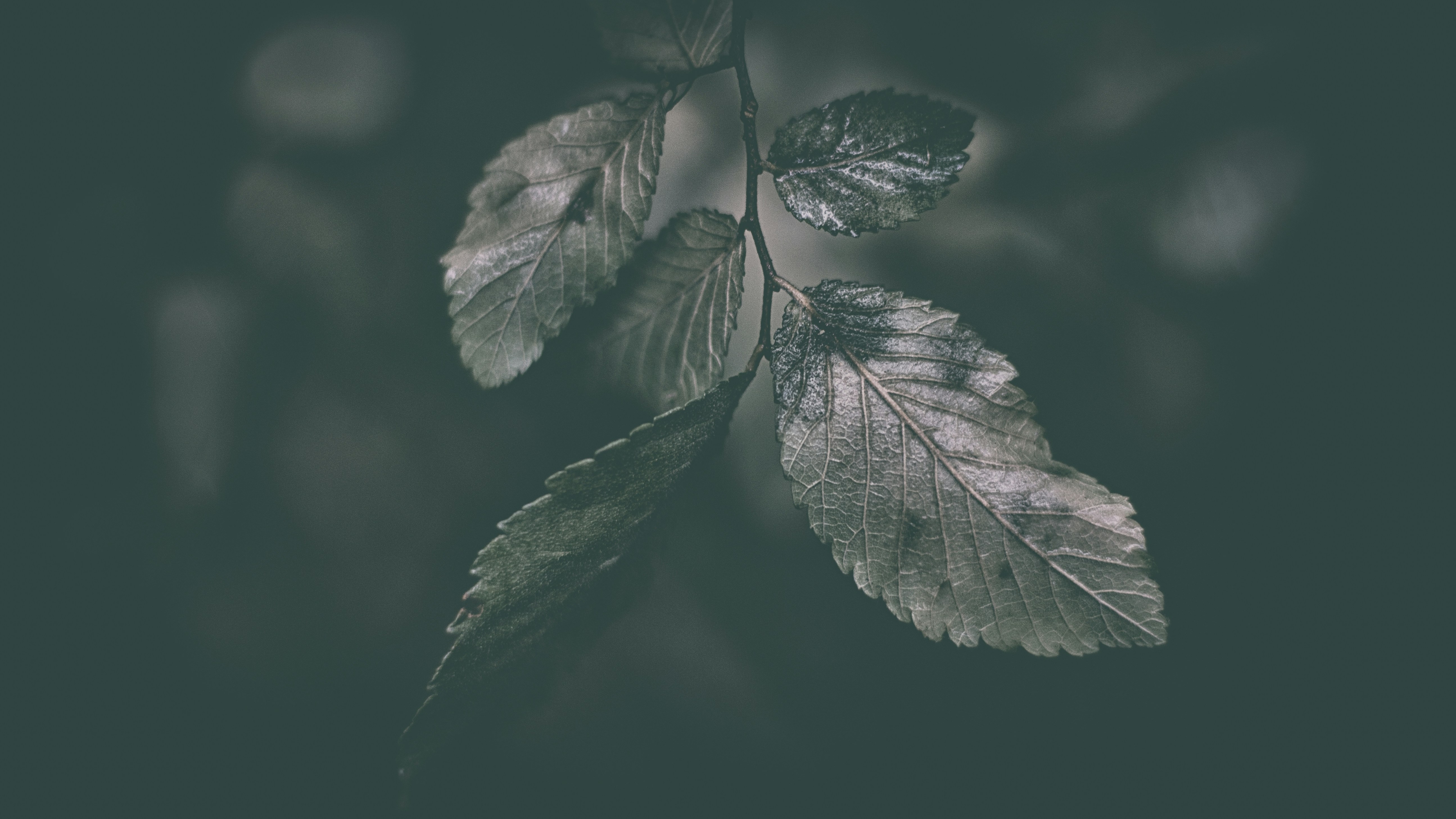 dark leaves with water drops