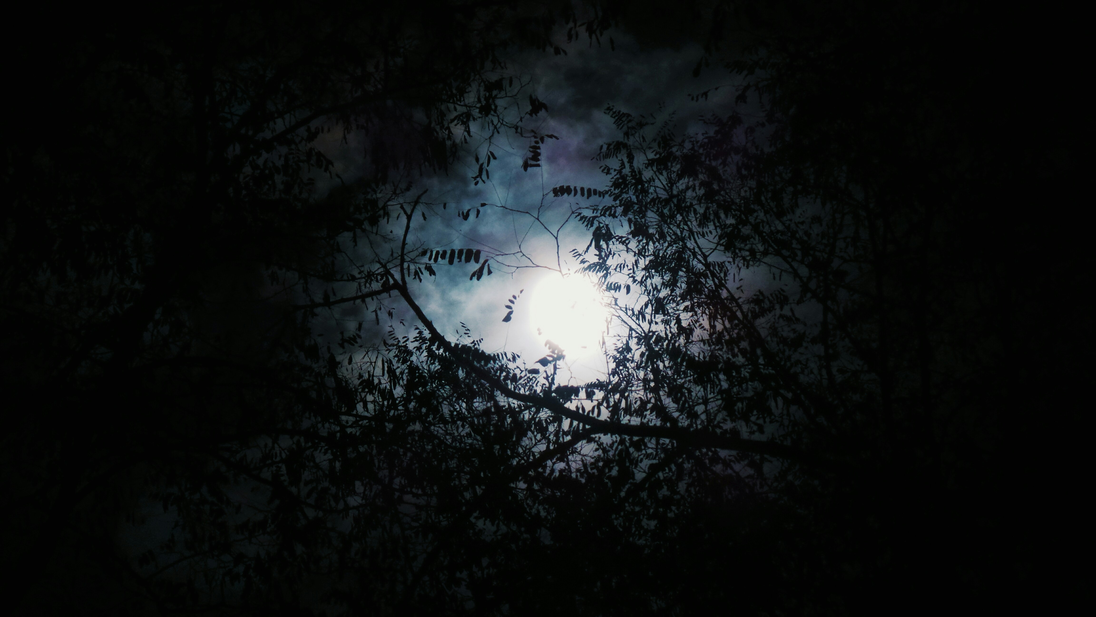 moon through trees