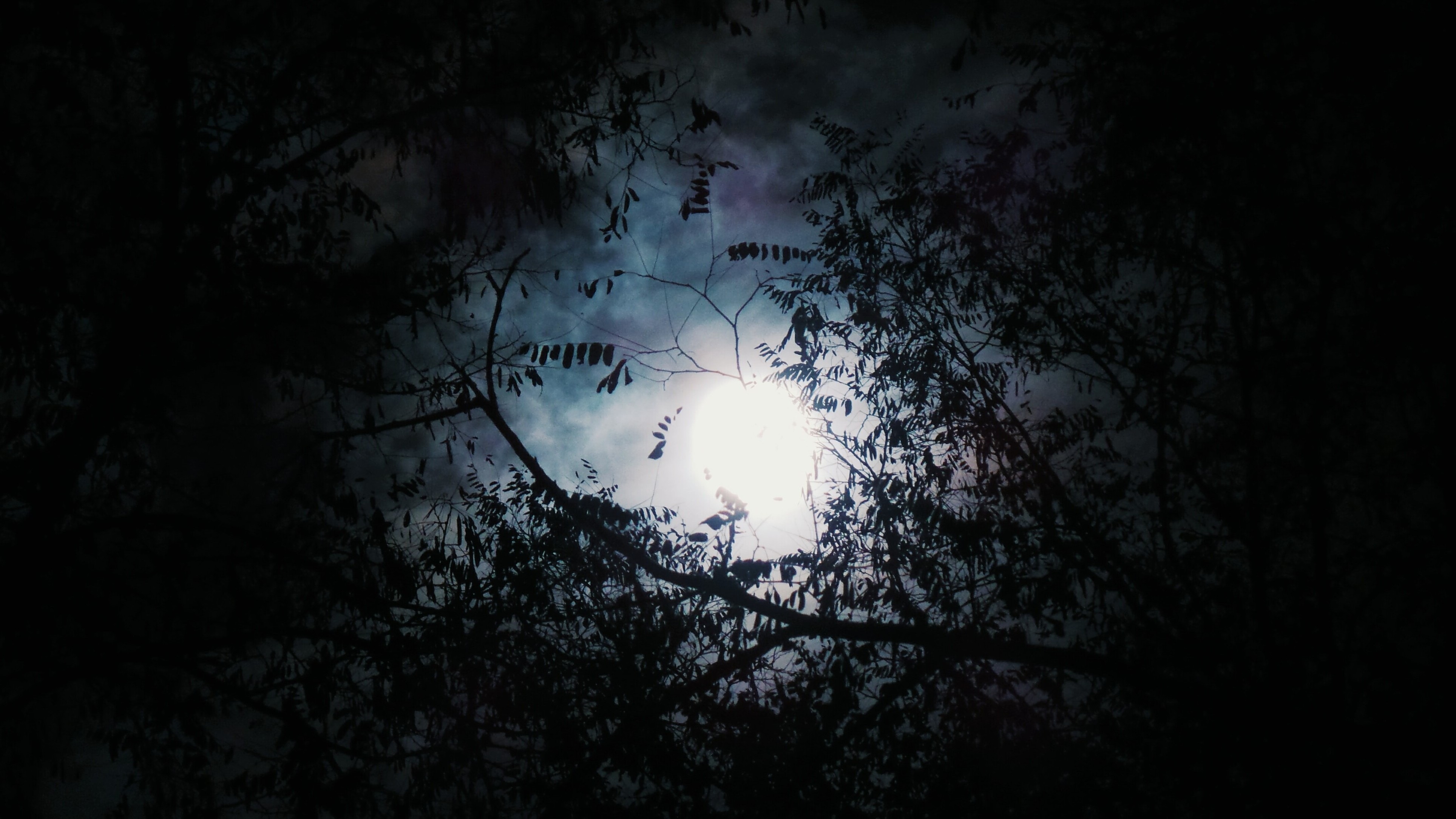 moon through trees