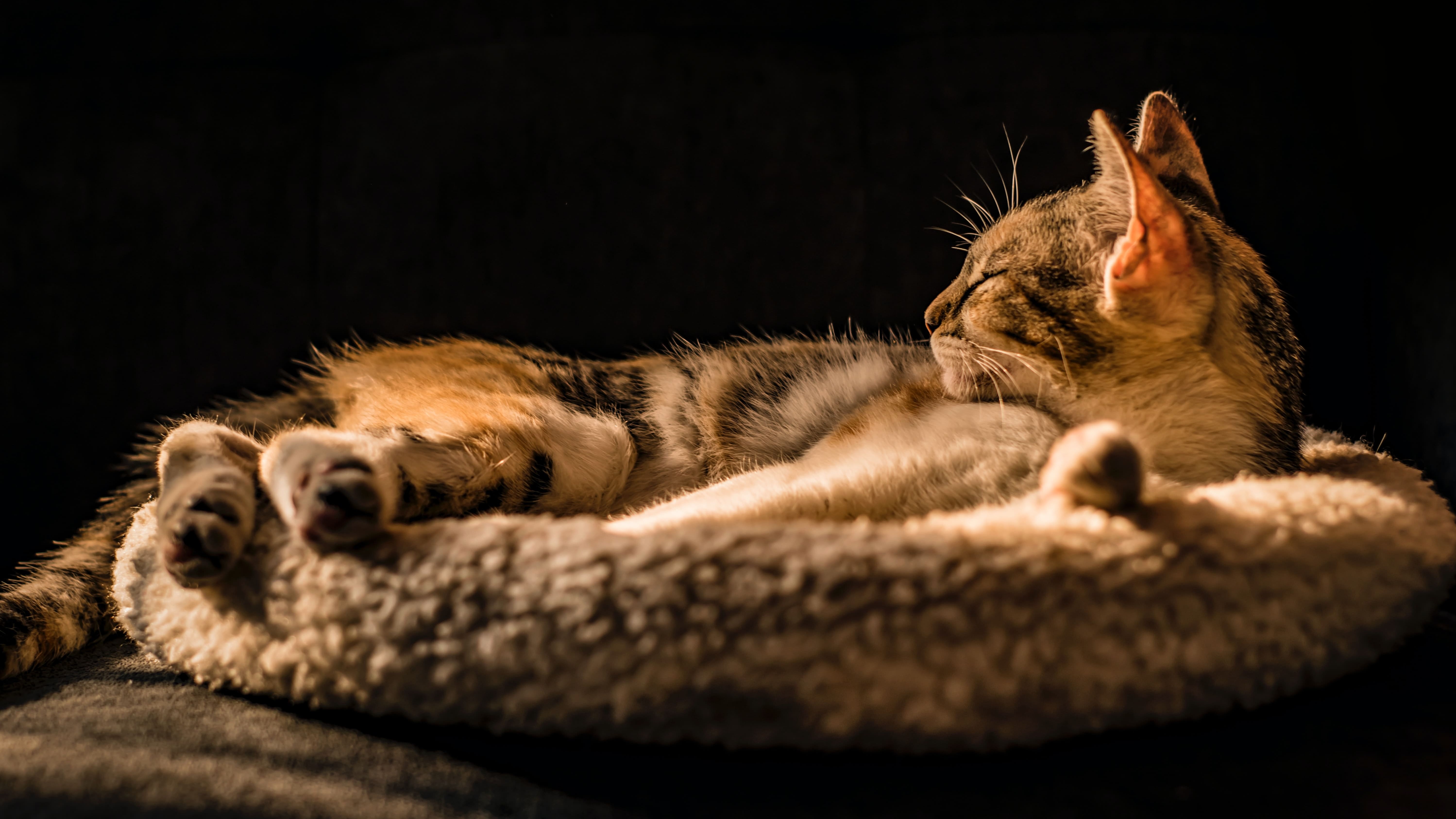 cat relaxing in cat bed