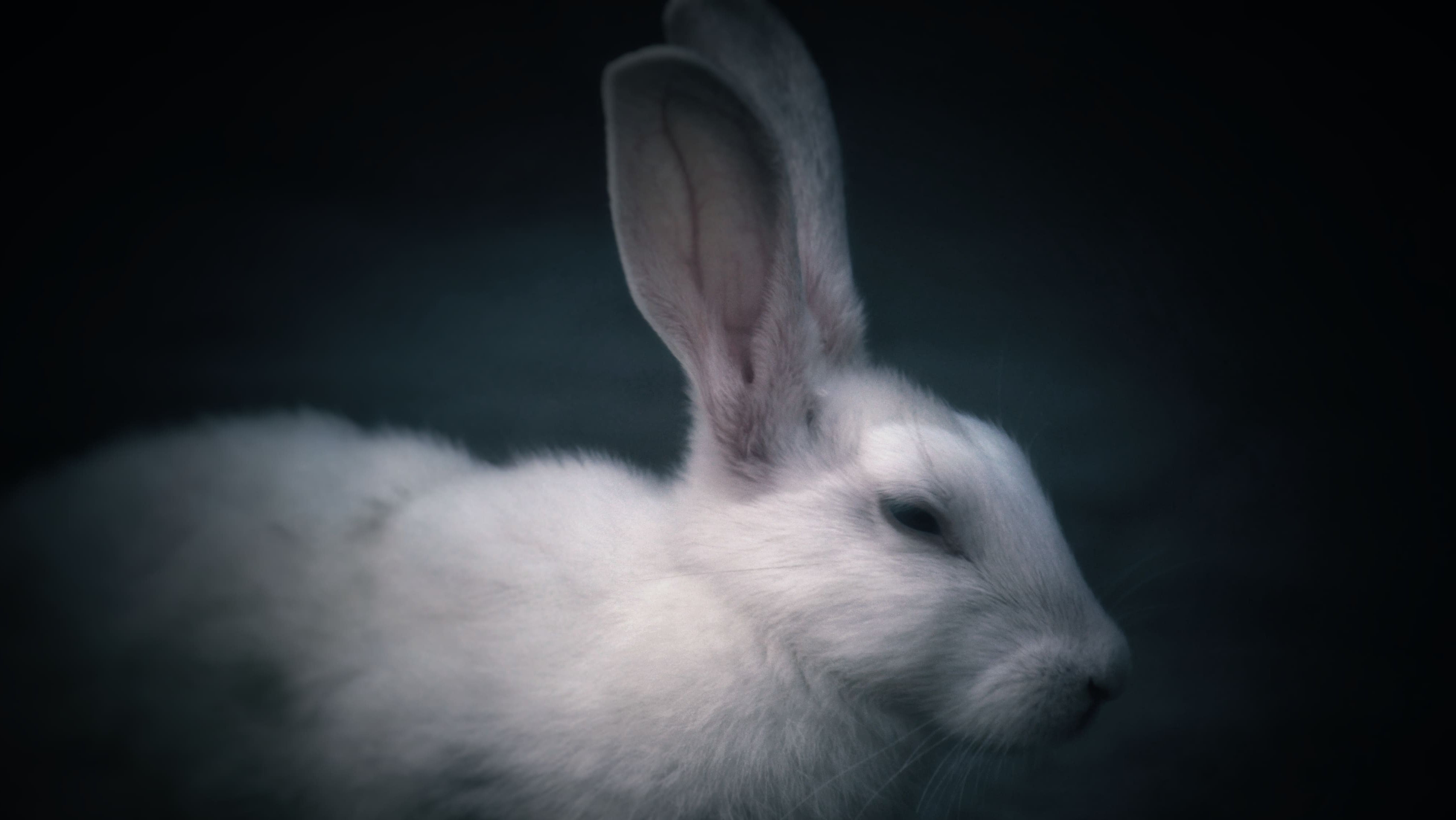 white rabbit
