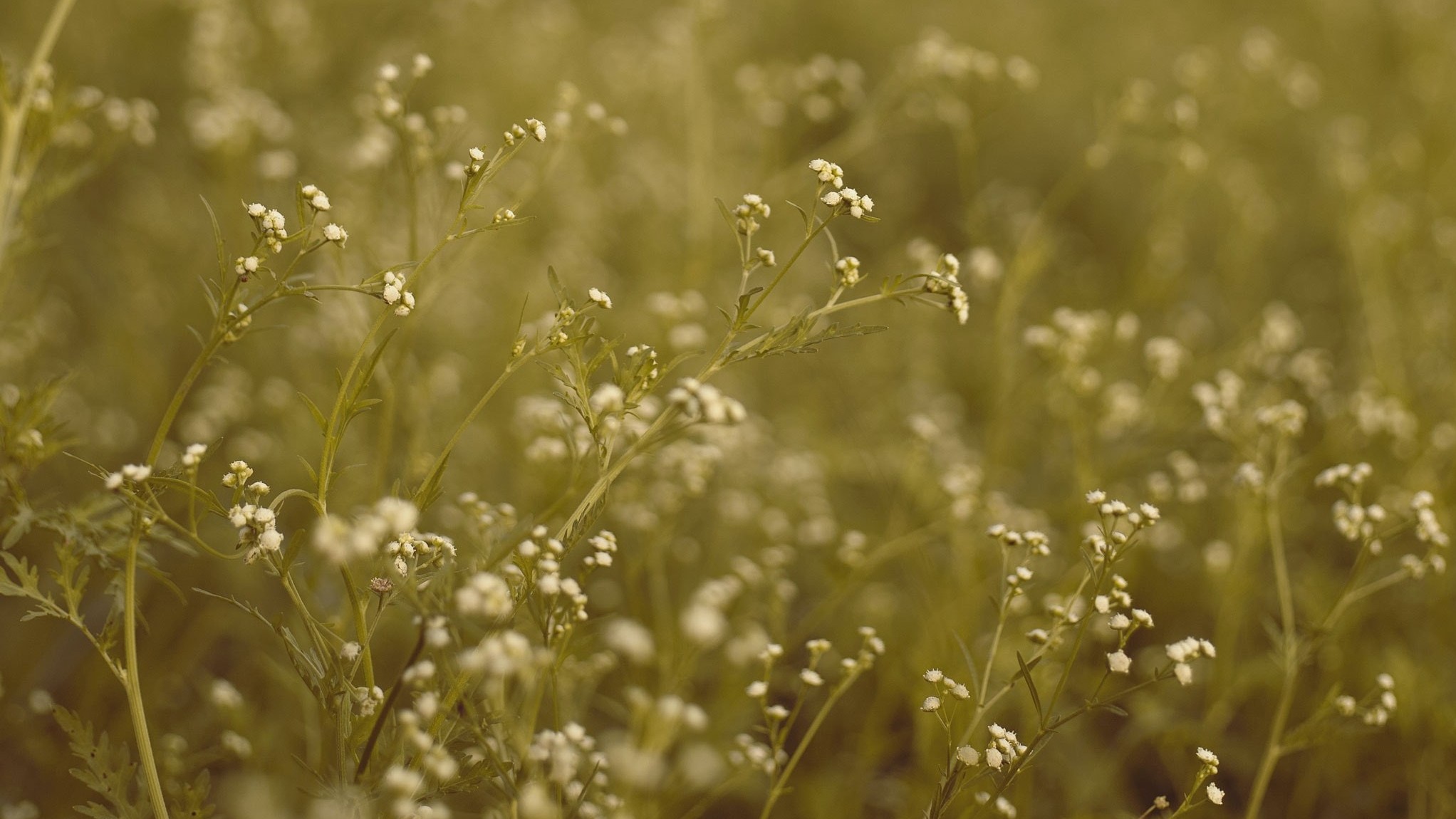 babys breath flowers