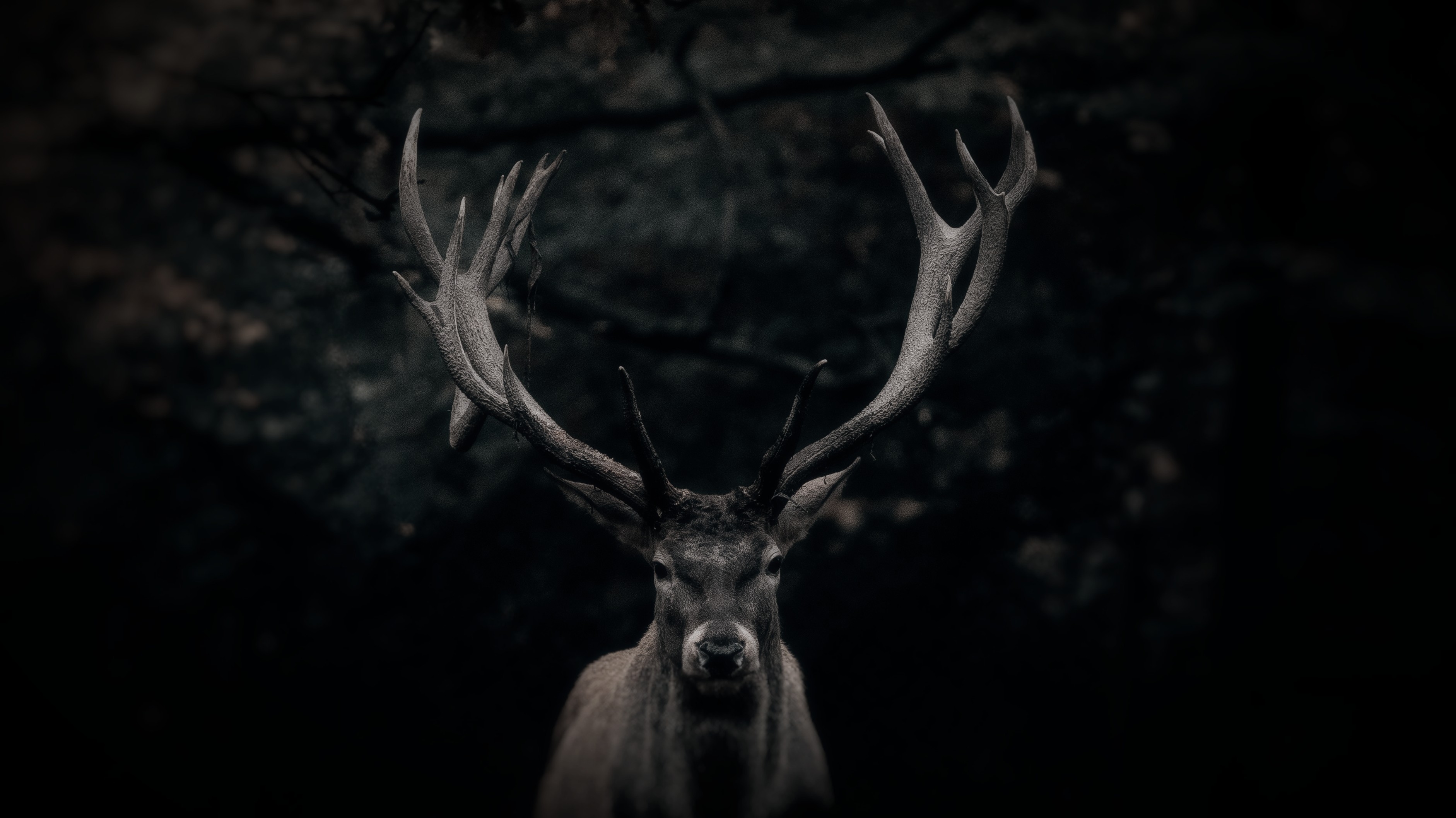 stag in woods