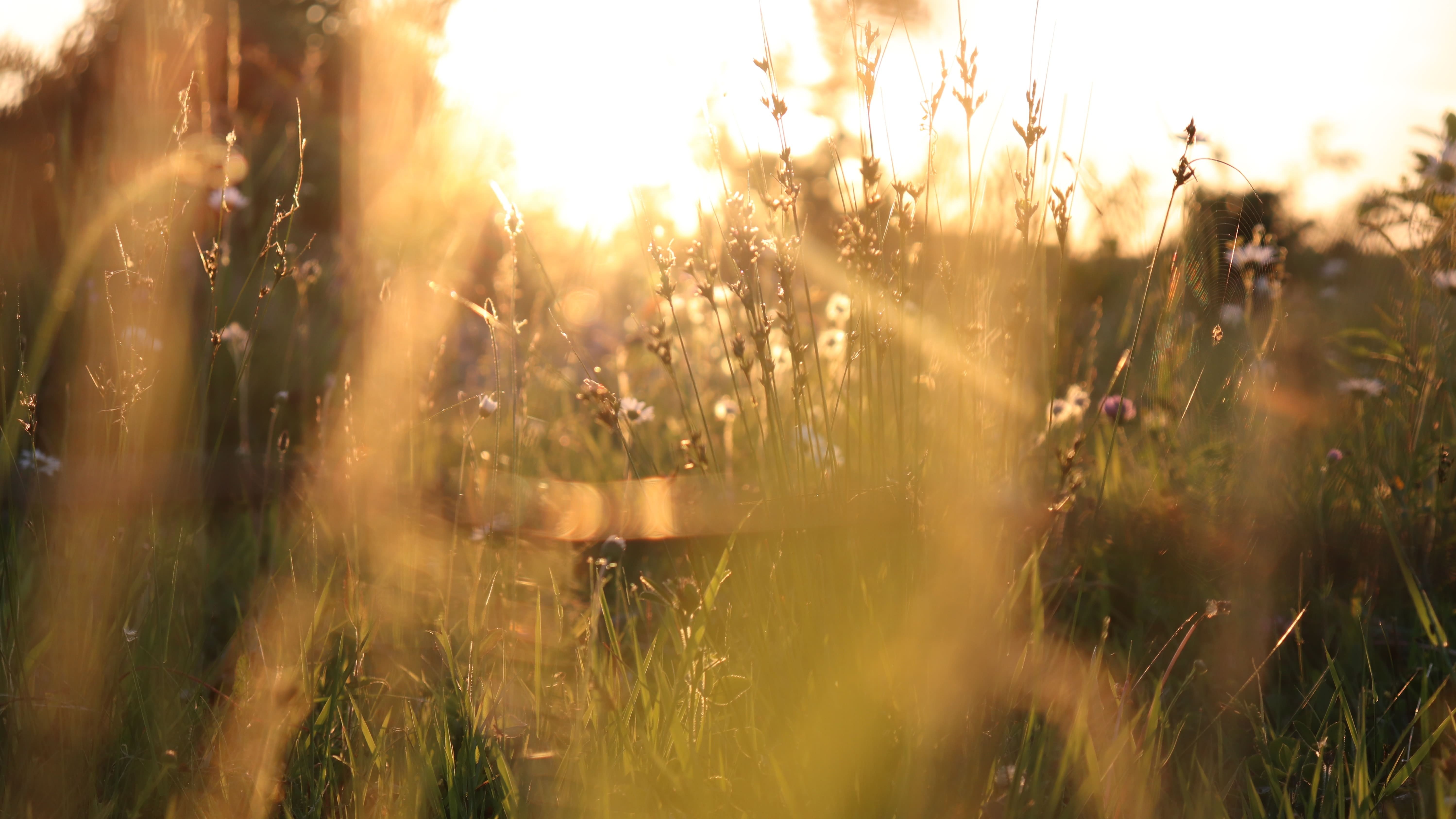 gold sunlight through grass
