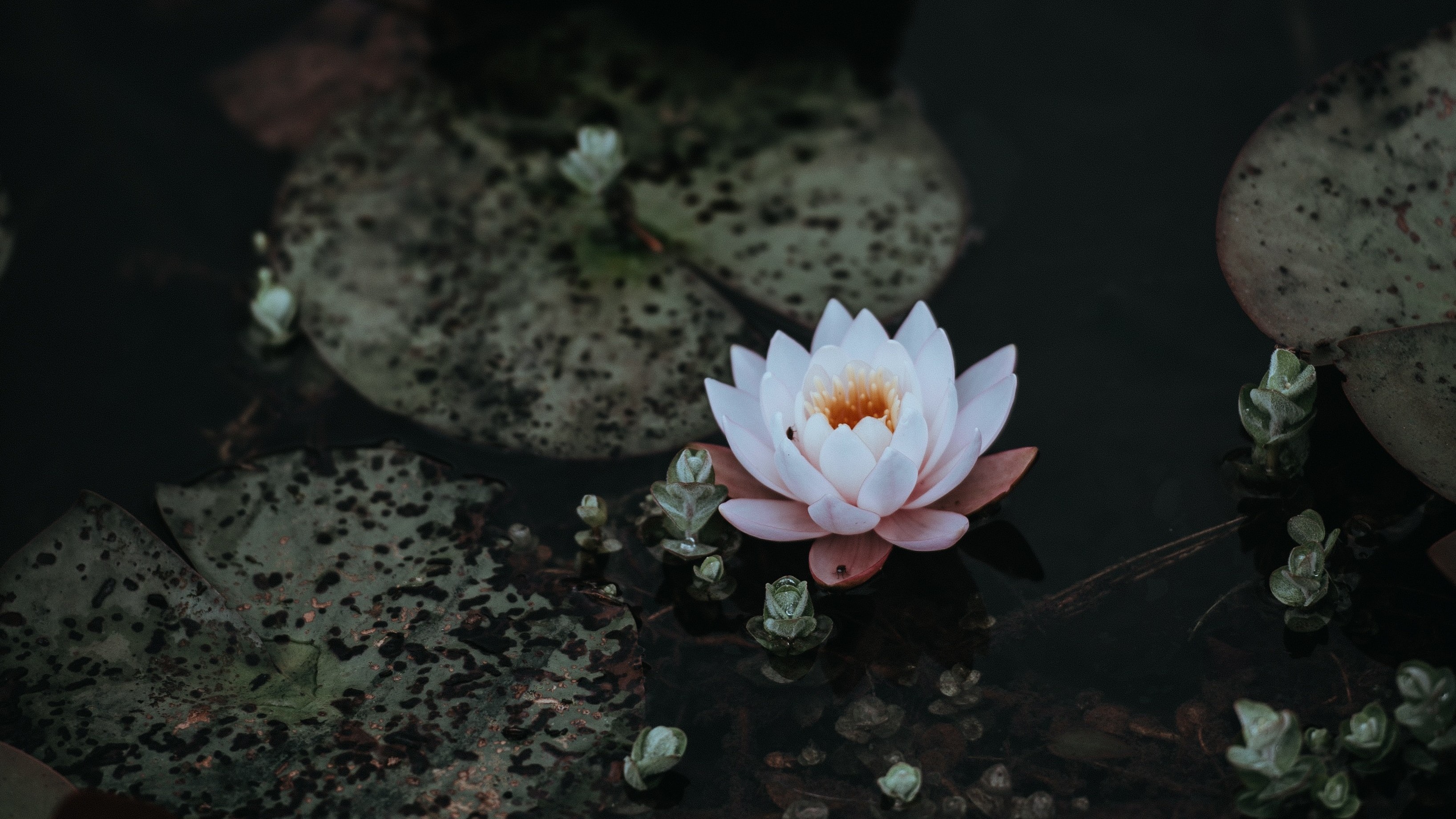 water lily on murky water
