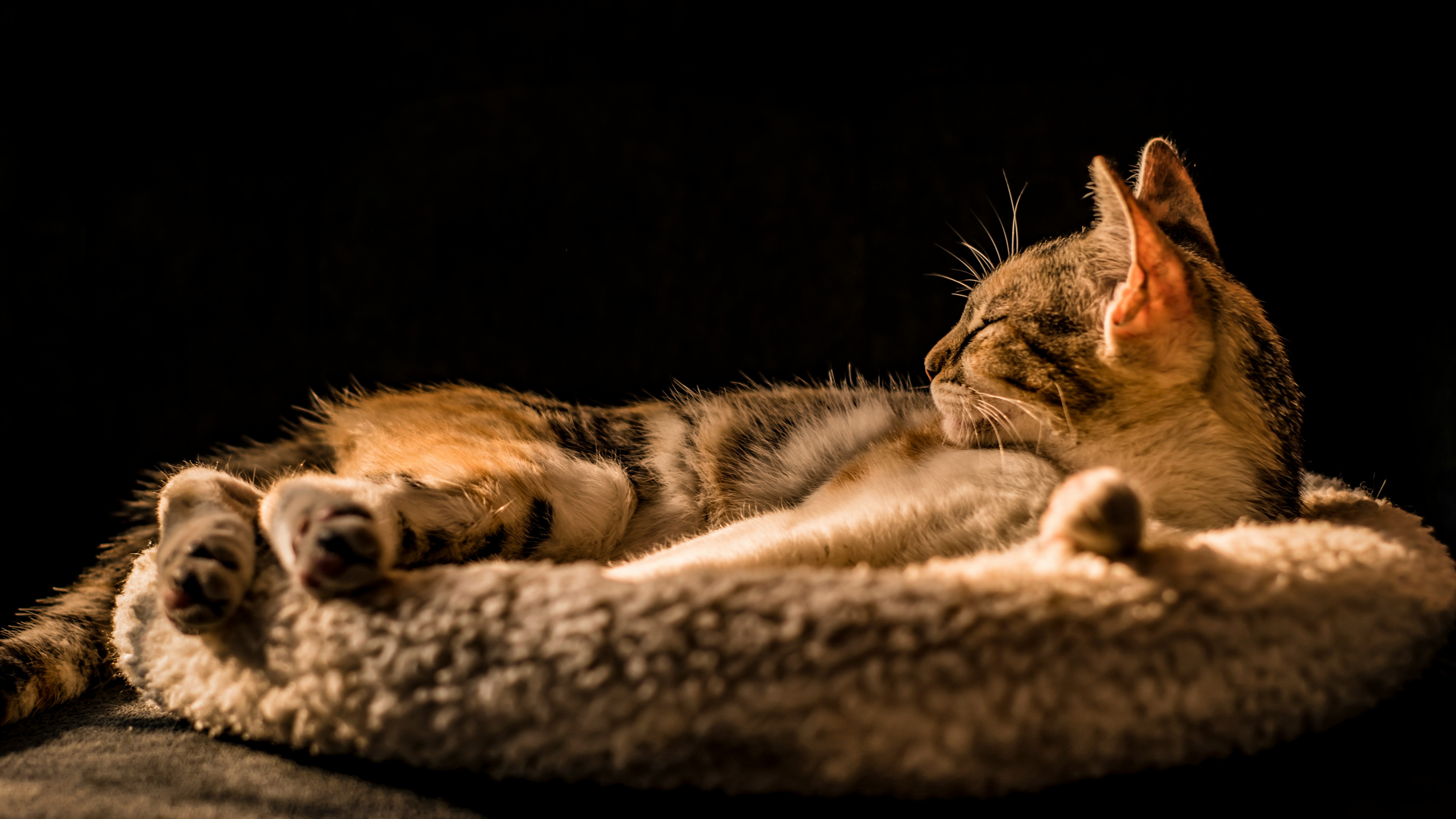 cat relaxing in cat bed