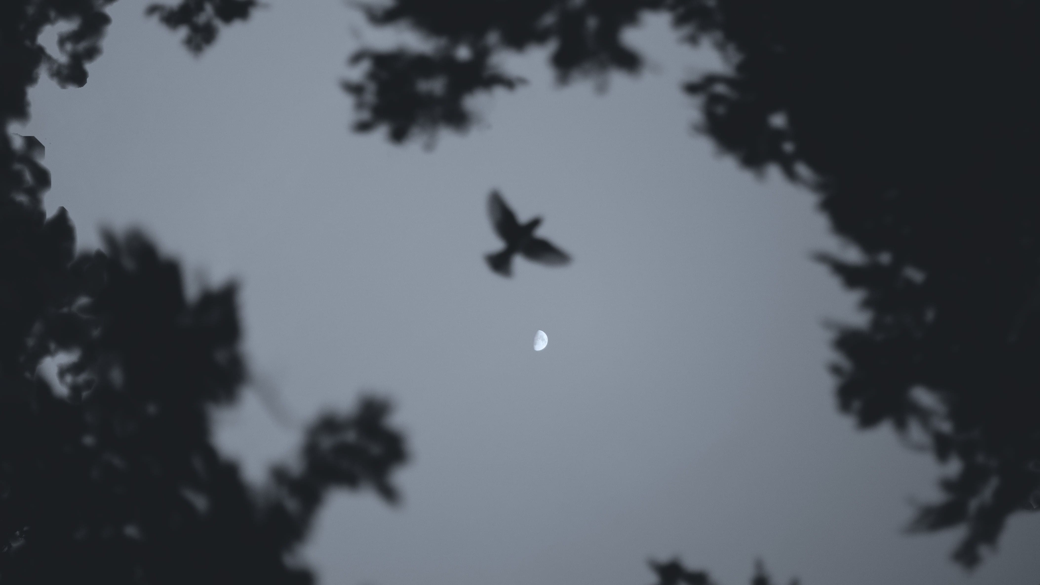 dark bird against moonlit sky