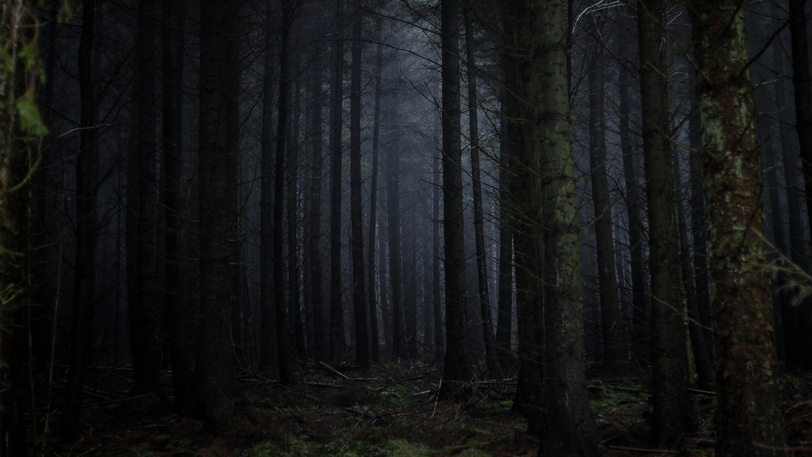 creepy dark forest