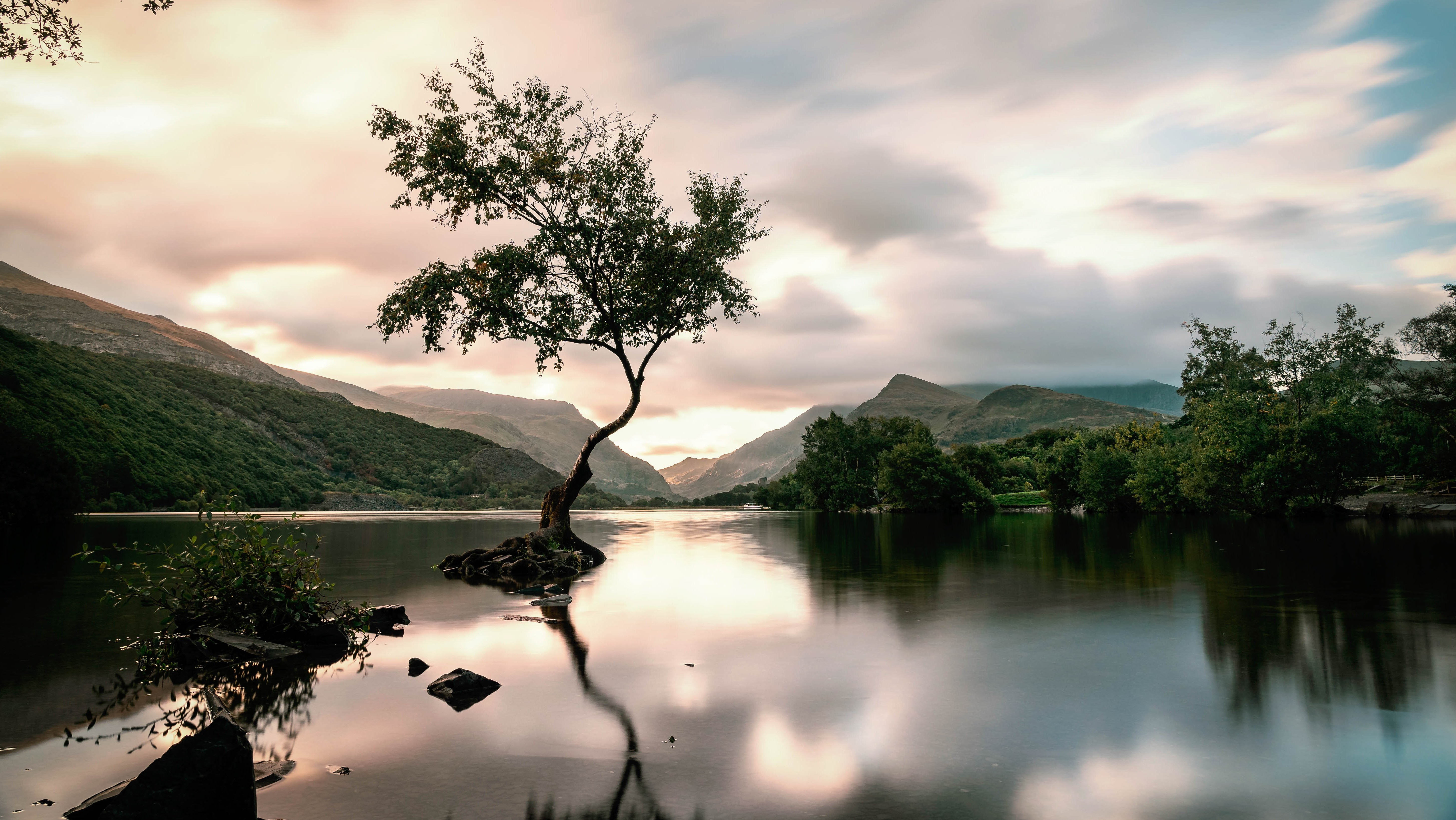 tree and water in wales