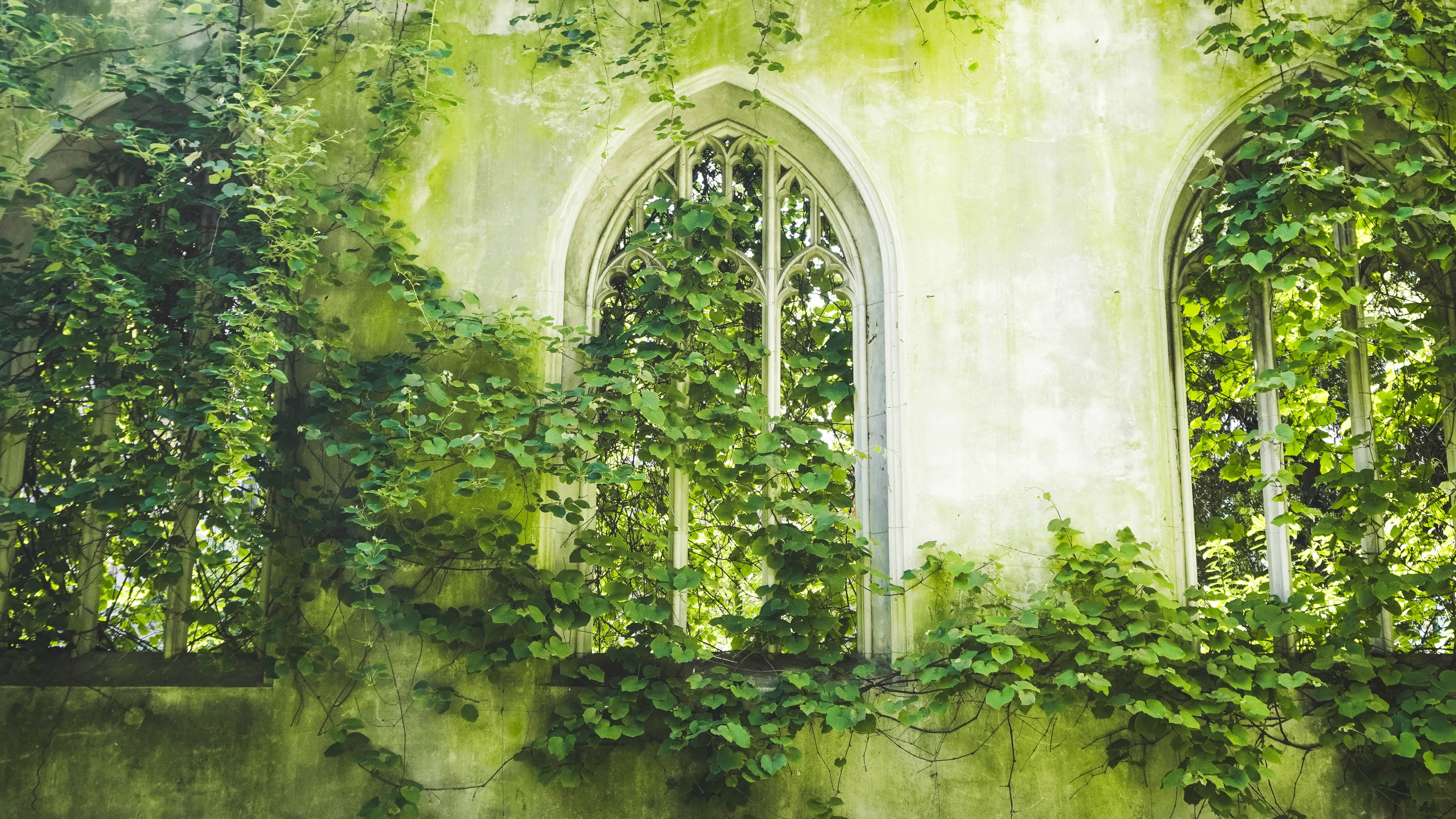 garden ivy growing over old medieval windows