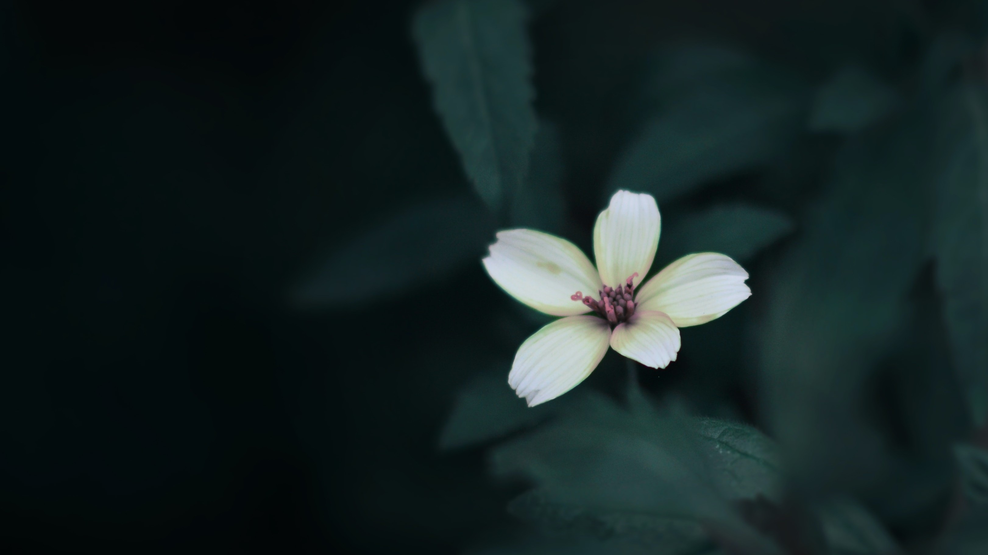 single white flower on dark foliage background