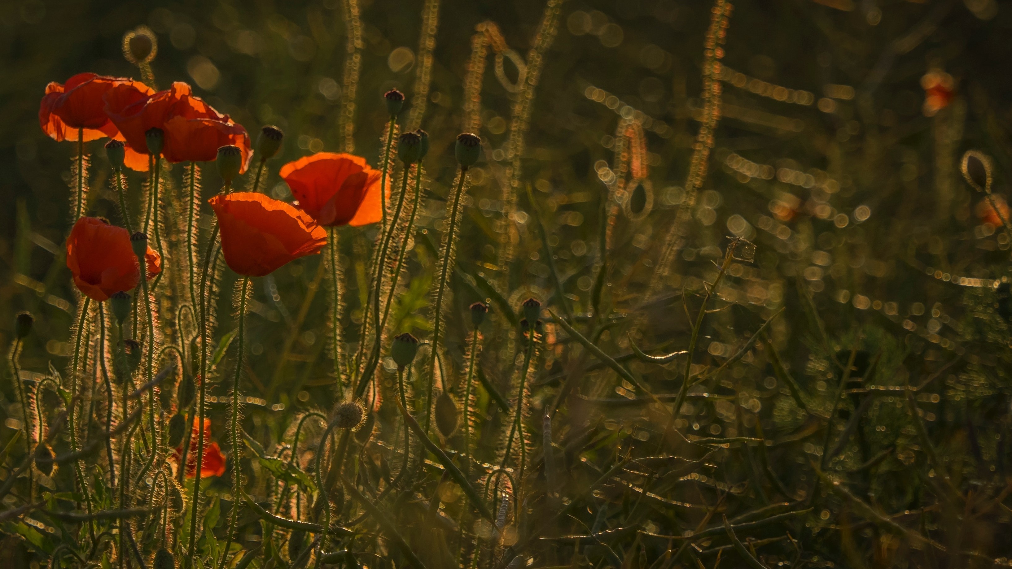 red flowers in grassy field