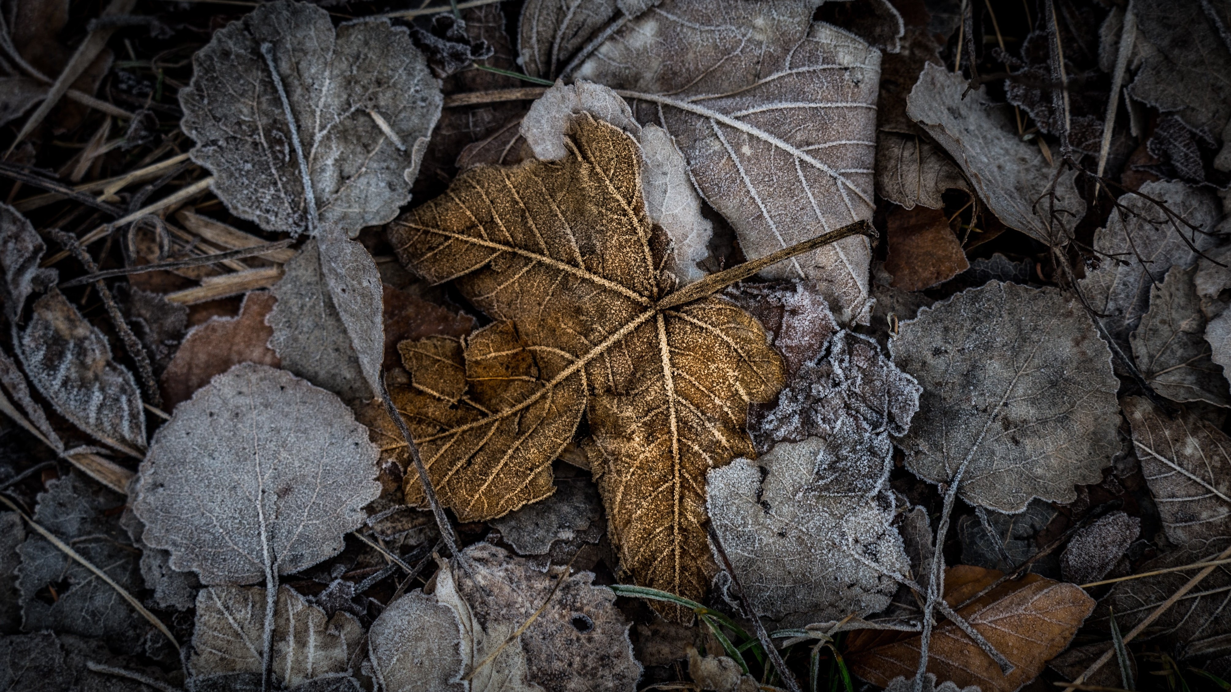 assortment of brown and yellow leaves on ground