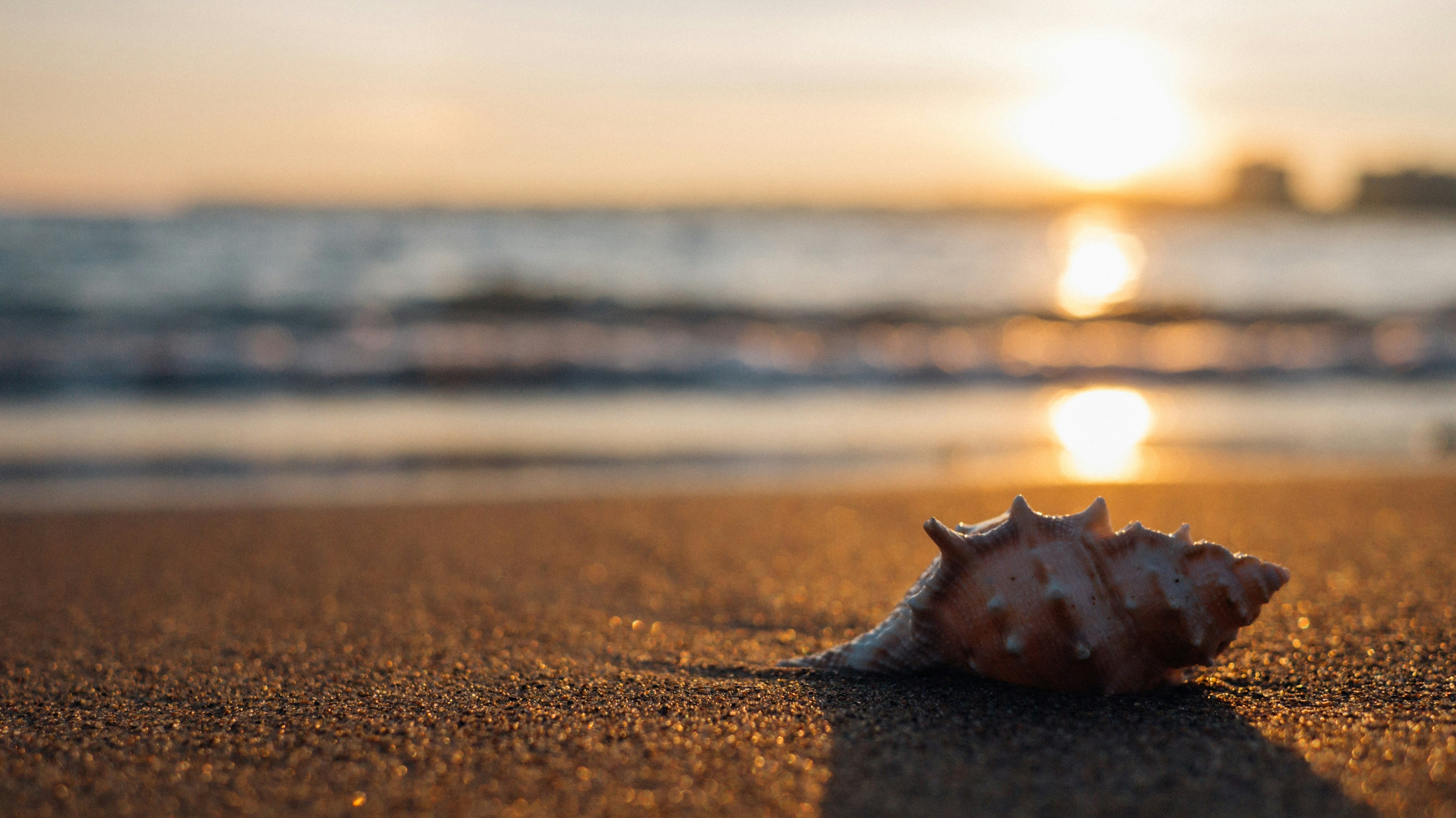 shell on seashore at sunset