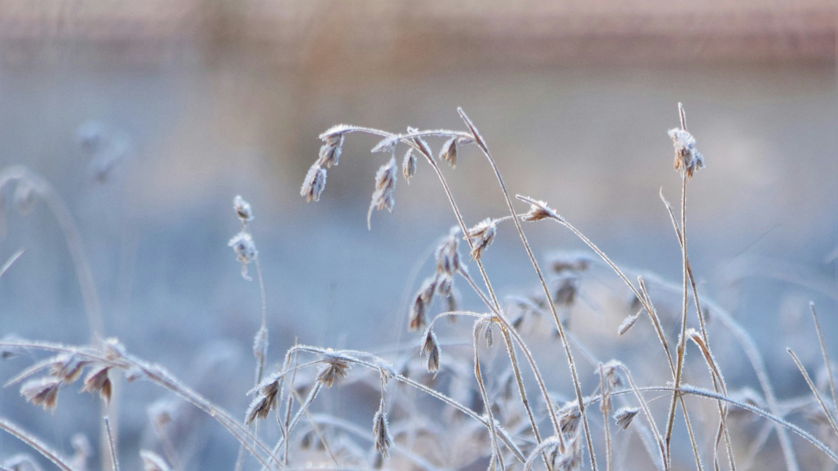 frostbitten wheat stalks