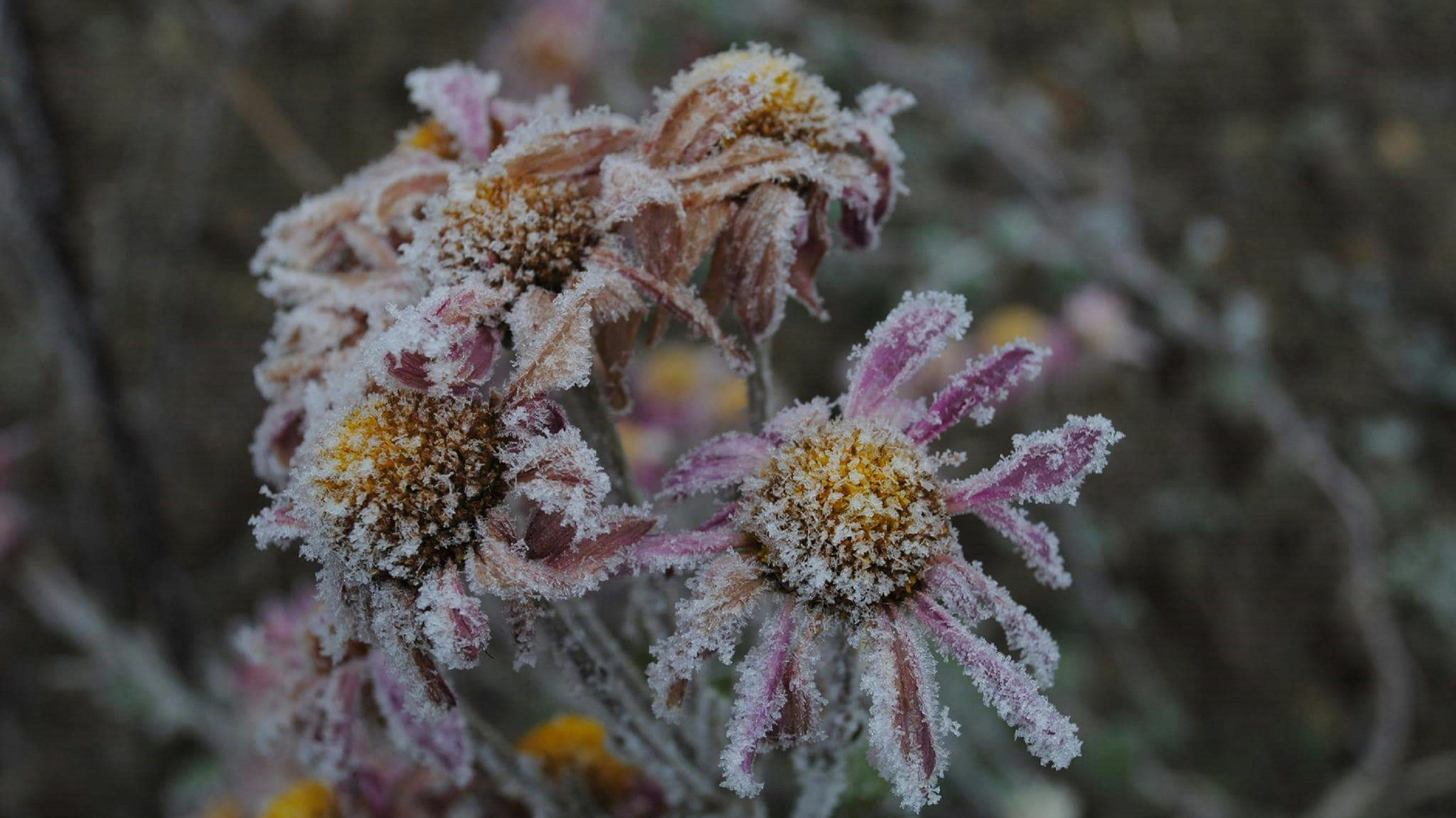 frosted flowers wilting